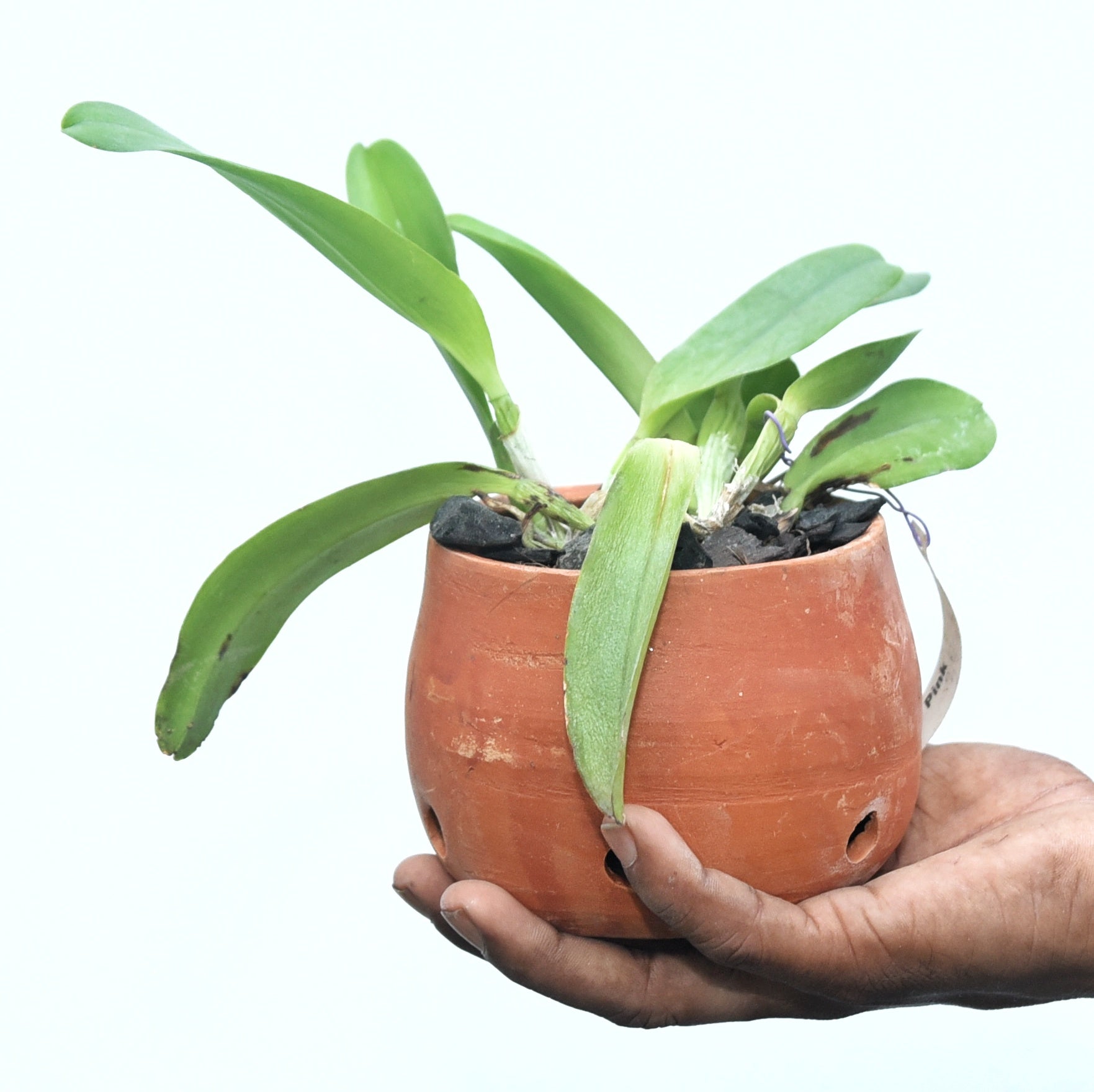 Cattleya Princess Pink