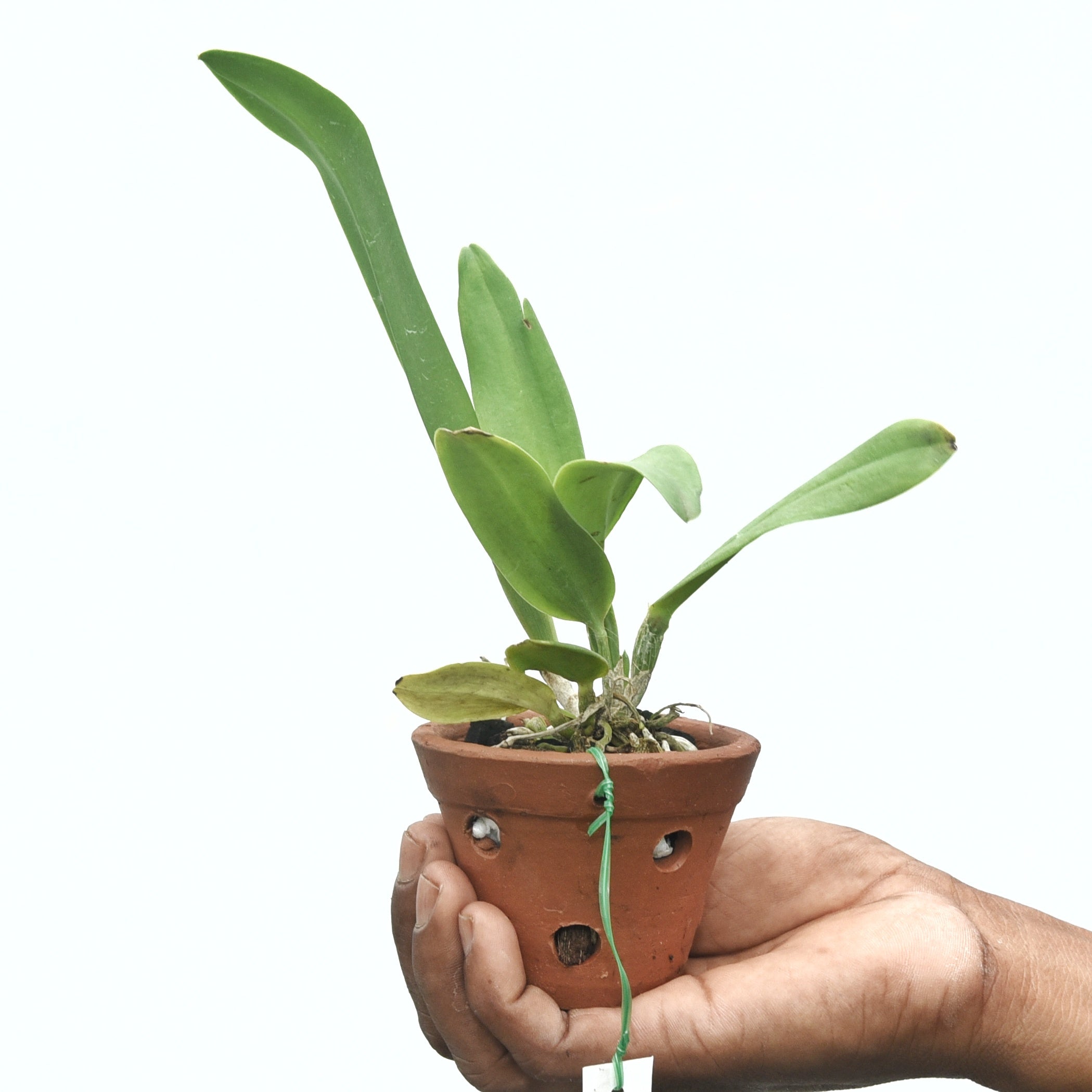 Cattleya Chief Sweet Orange