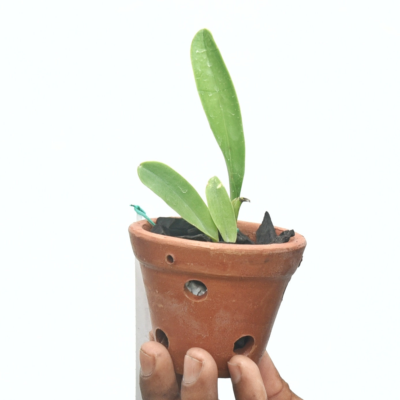 Cattleya Amazing Thailand 'Rainbow'