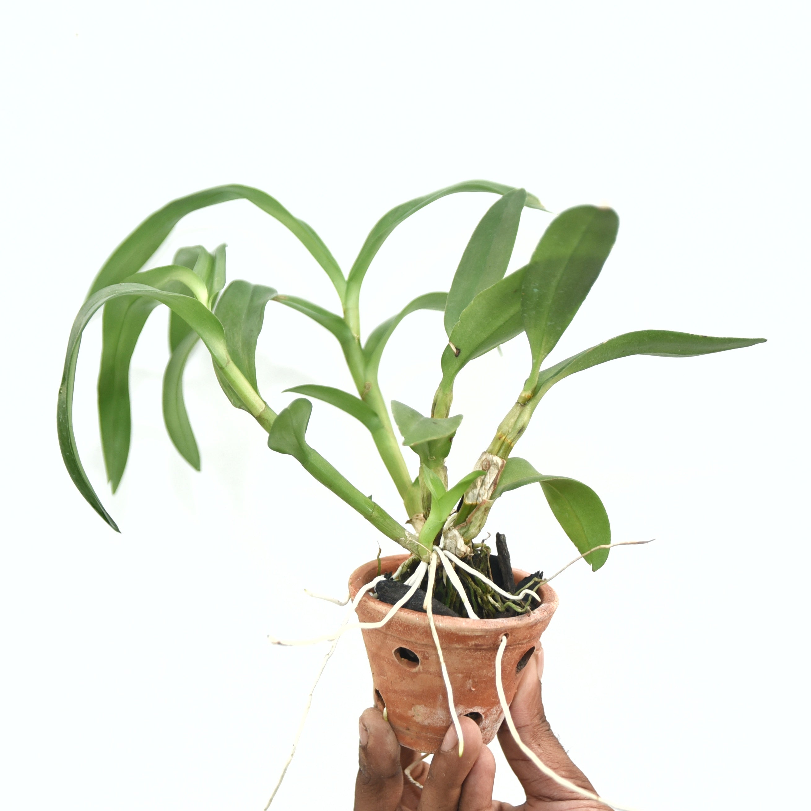 Dendrobium Thongchai Pinwattana Gold