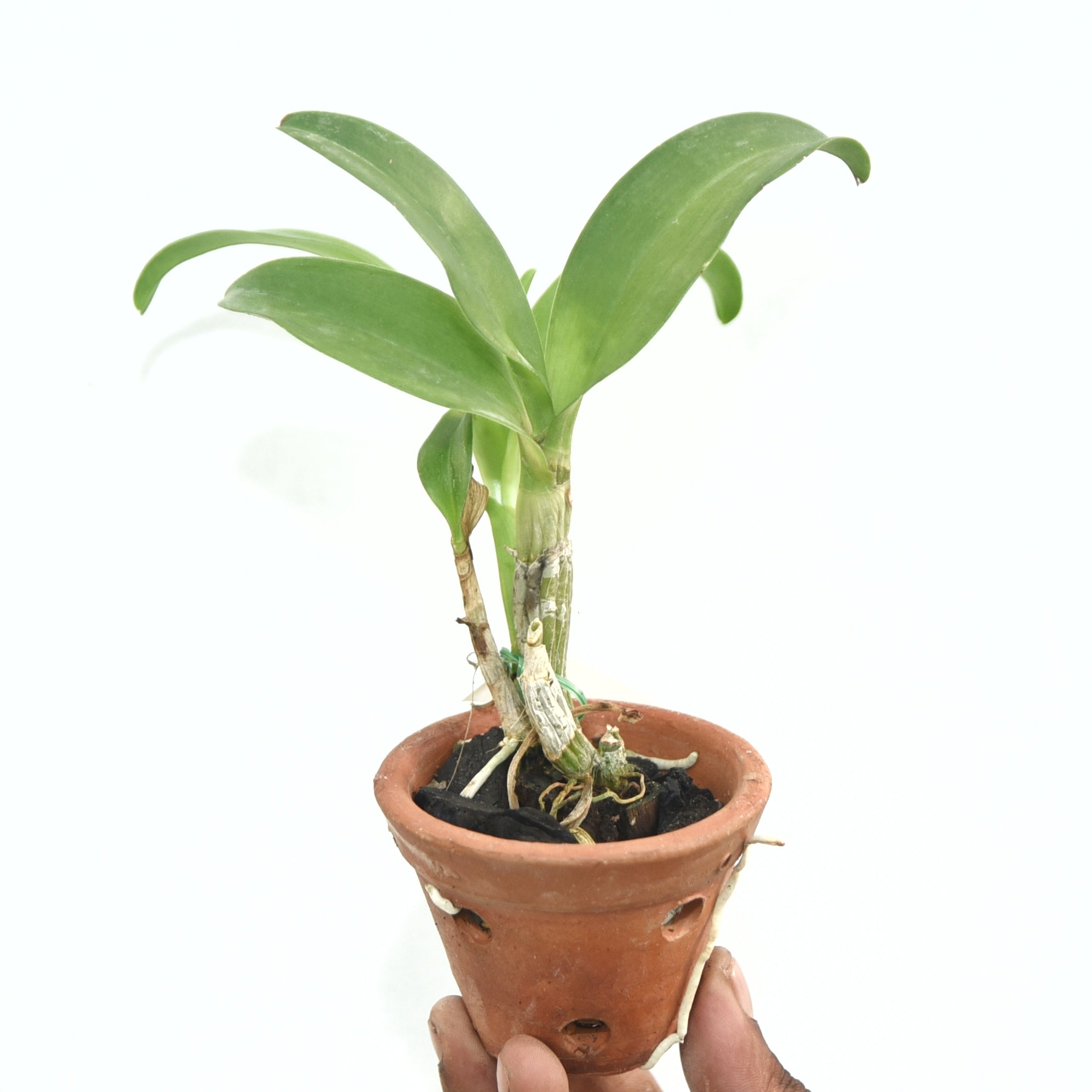 Dendrobium Thongchai Gold