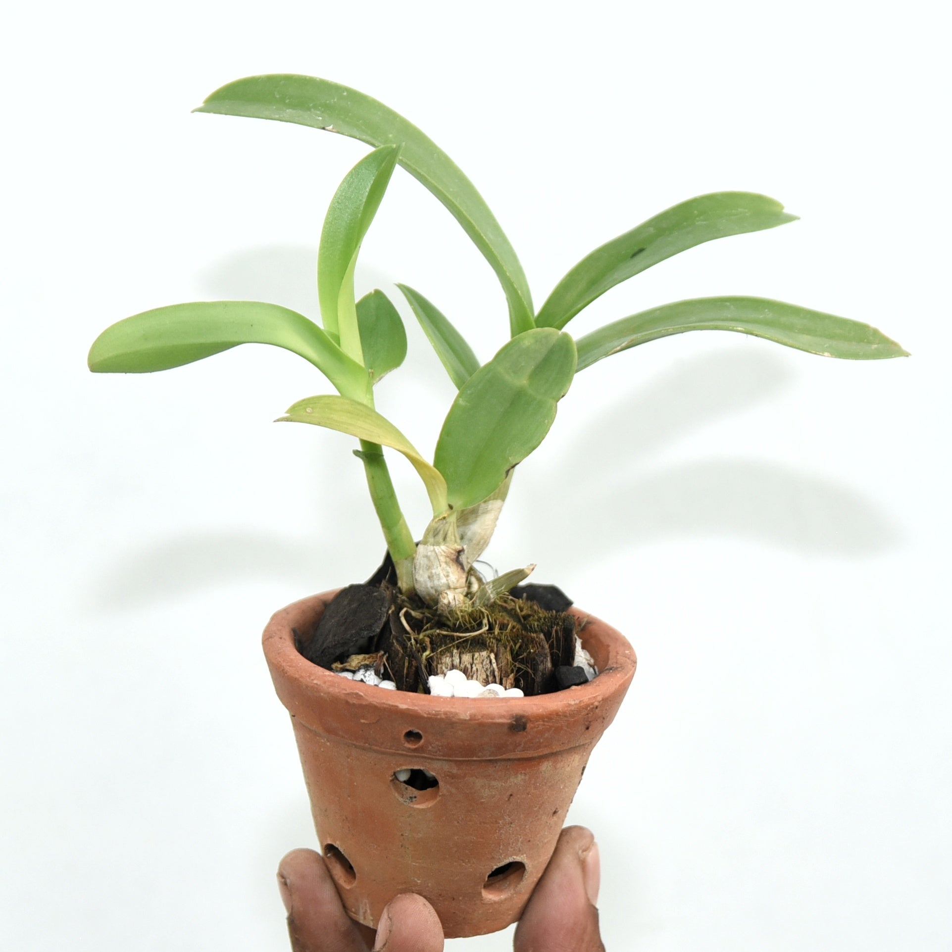 Dendrobium Triple Fantasy