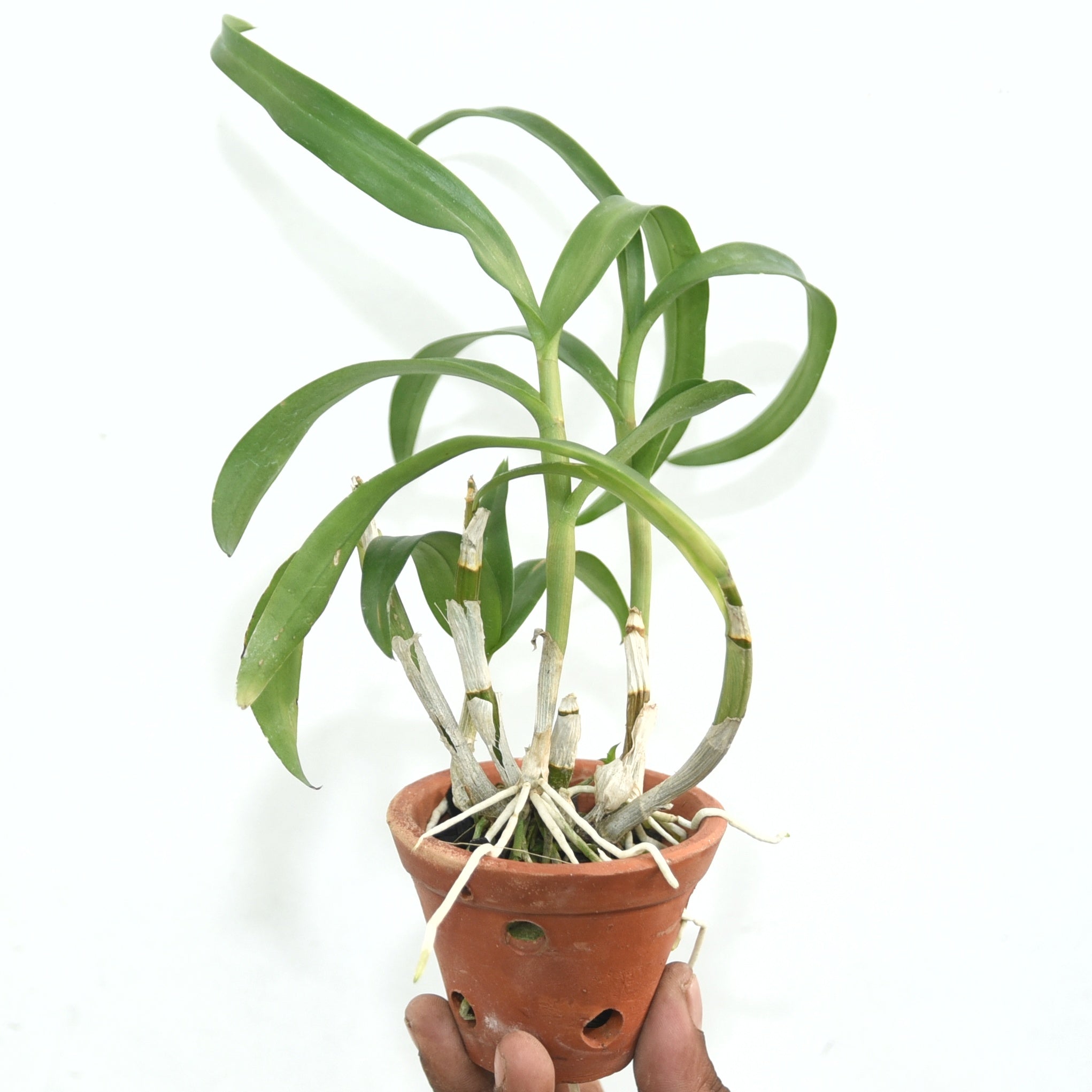 Dendrobium Tanida Pink