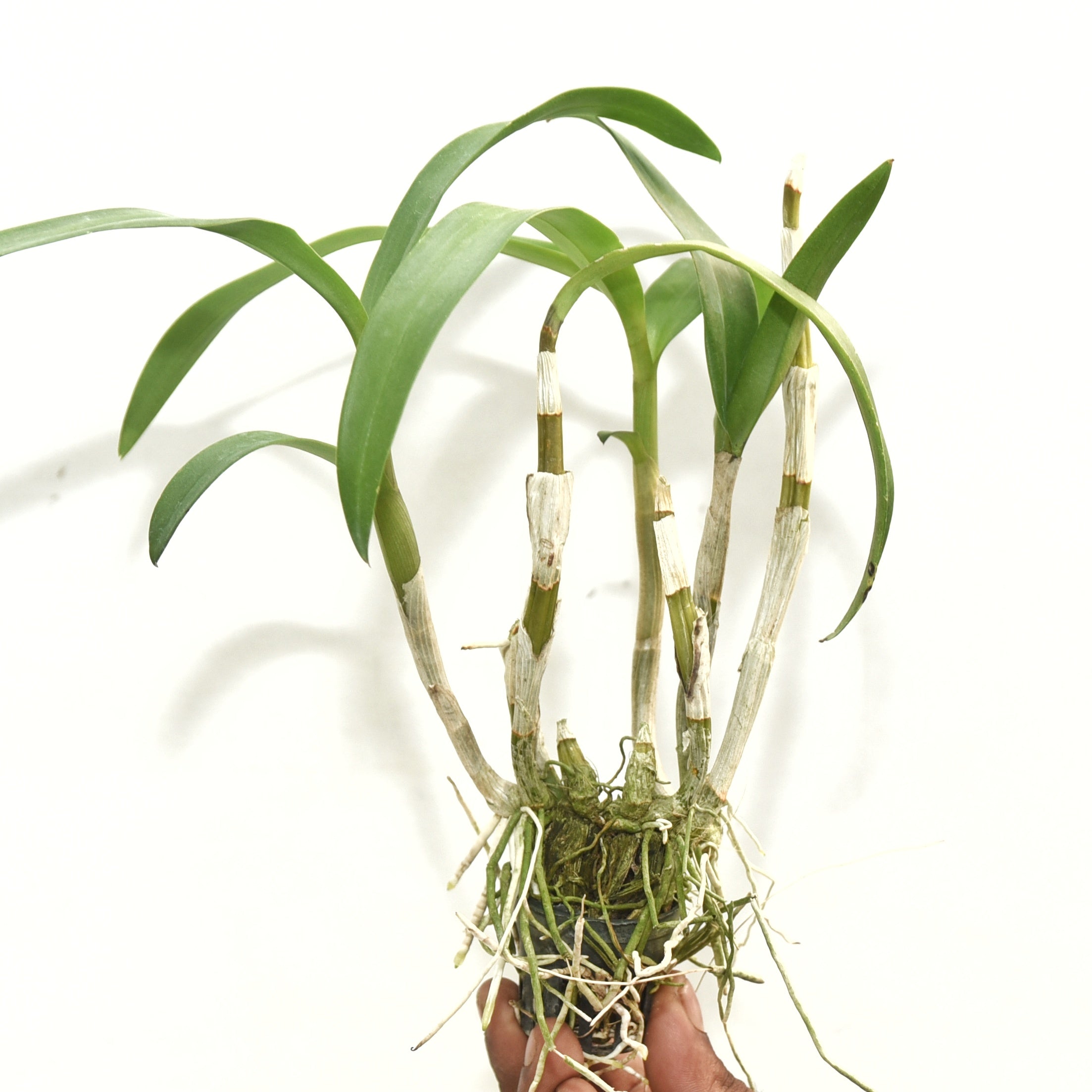 Dendrobium Sonia White