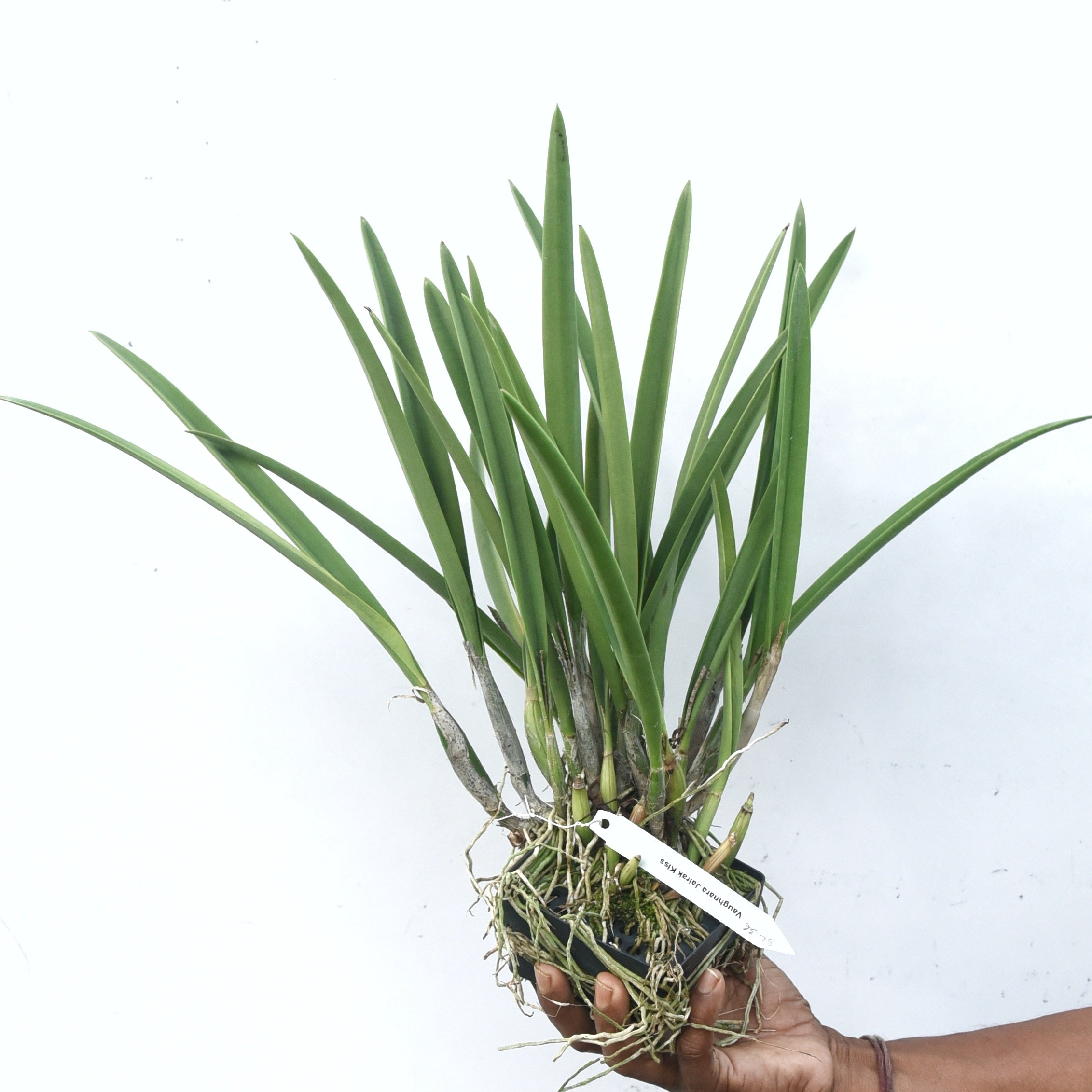 Vaughnara Jairak Kiss