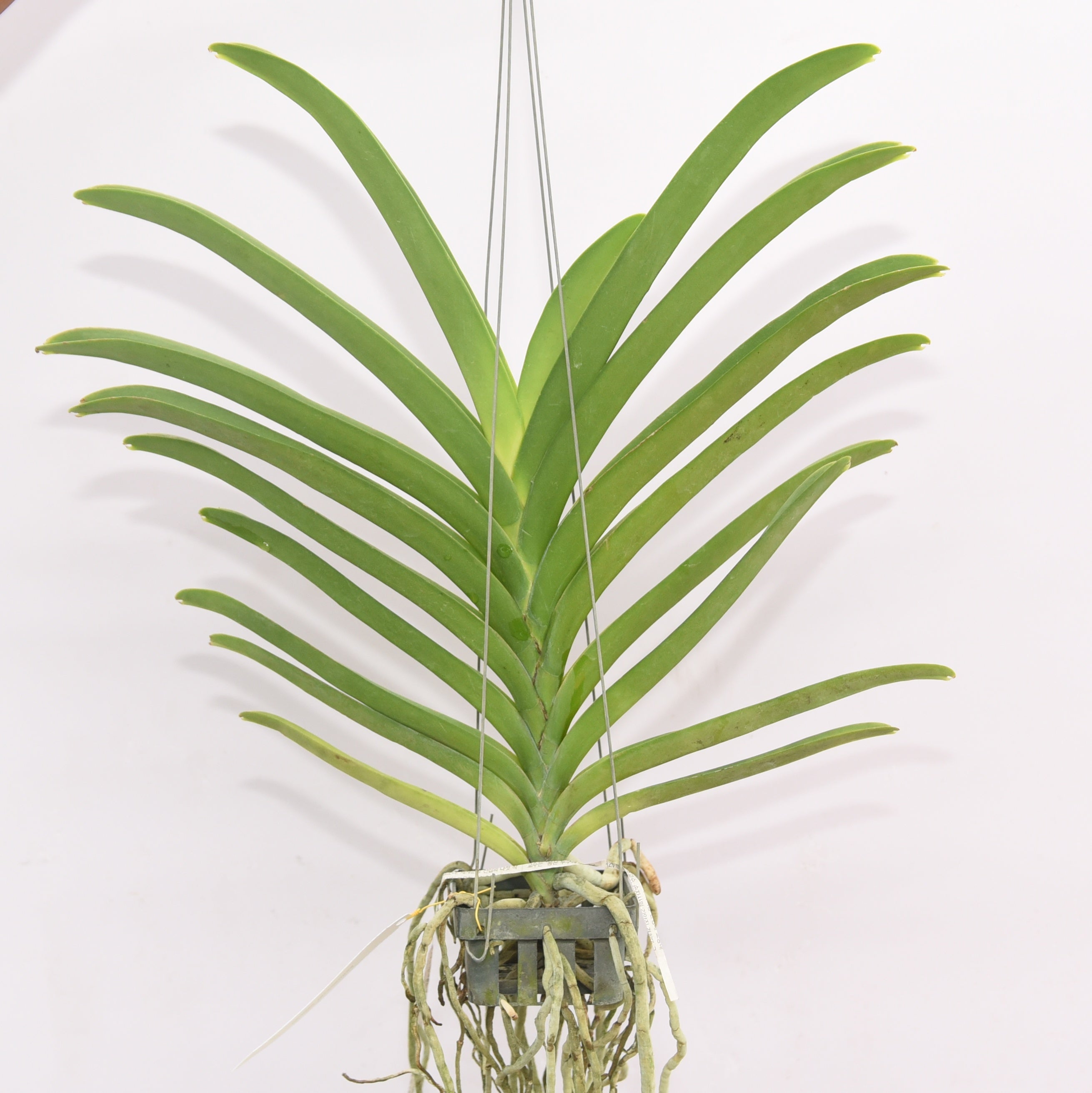 Vanda Thonglor x Taveesuksa