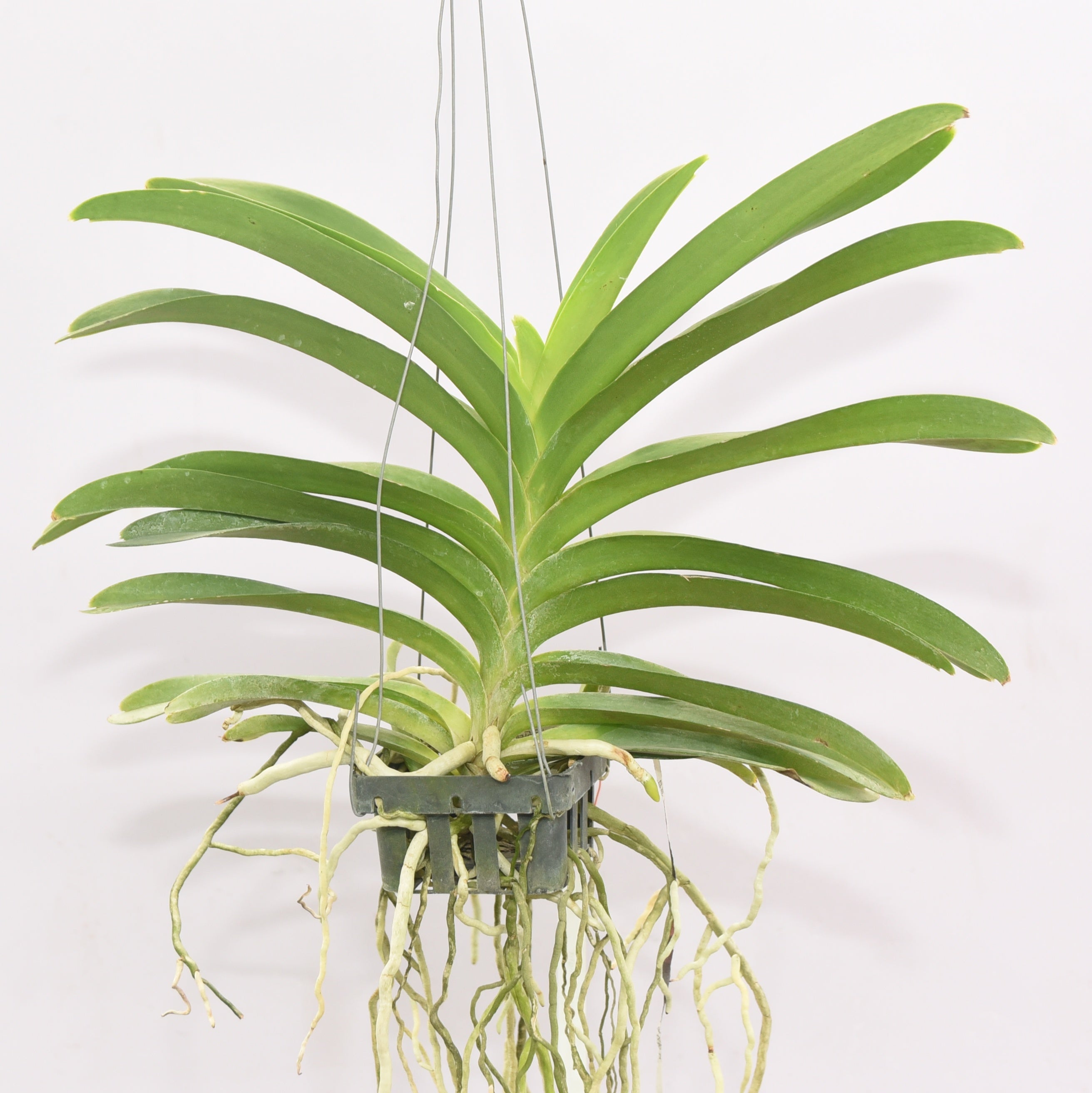Vanda Pachara Delight