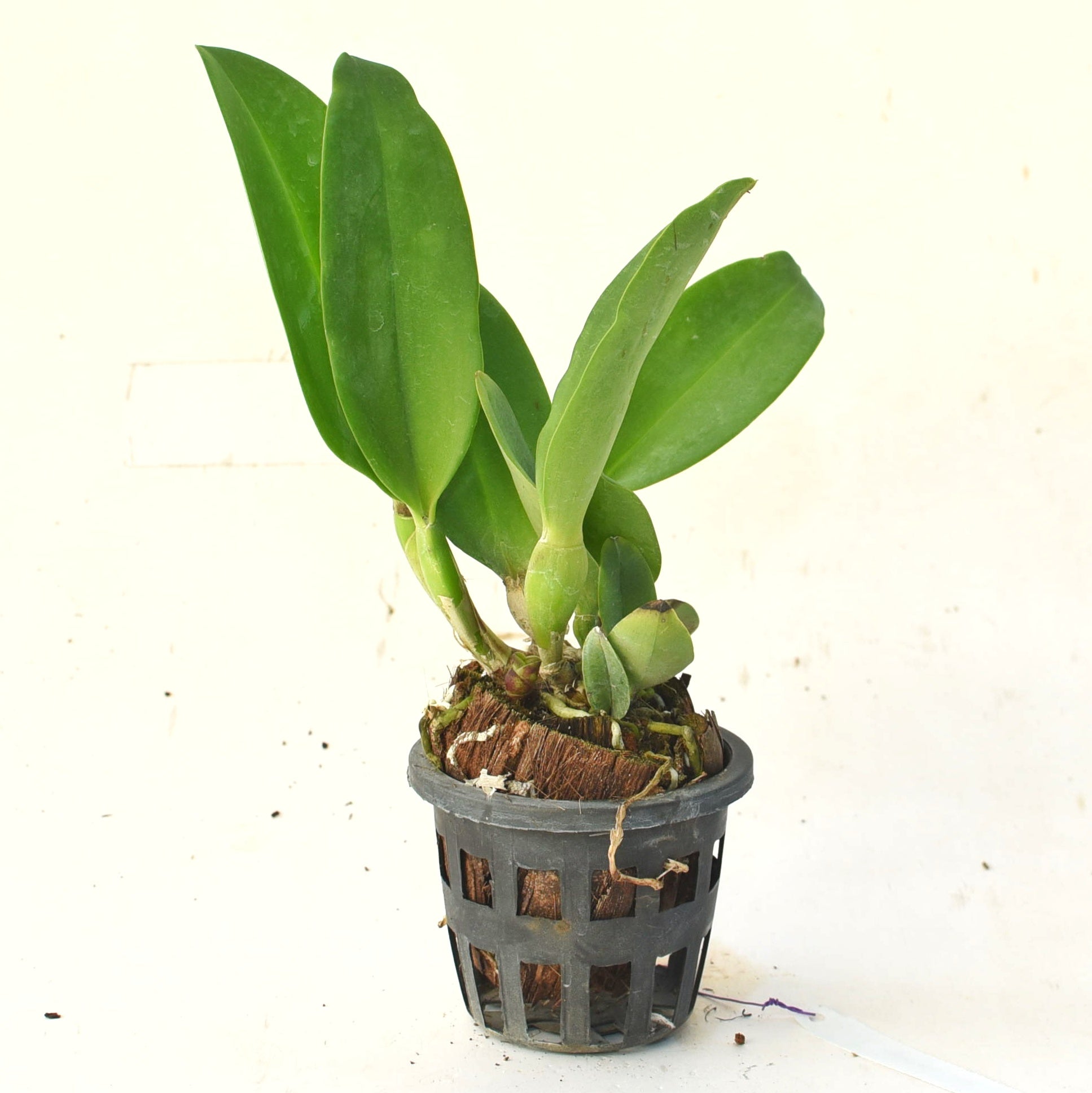 Rhyncholaeliocattleya Hwa Yuan Grace