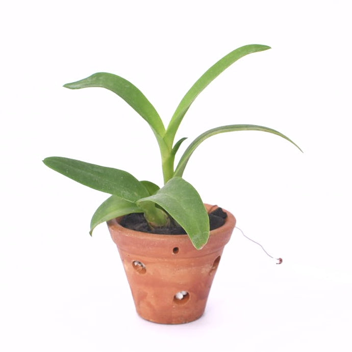 Dendrobium Giver God