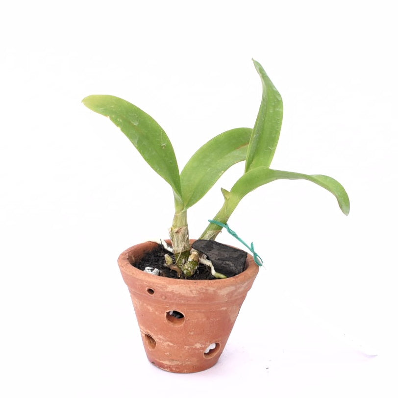 Dendrobium Areedang Pink x Udom Blue Angel