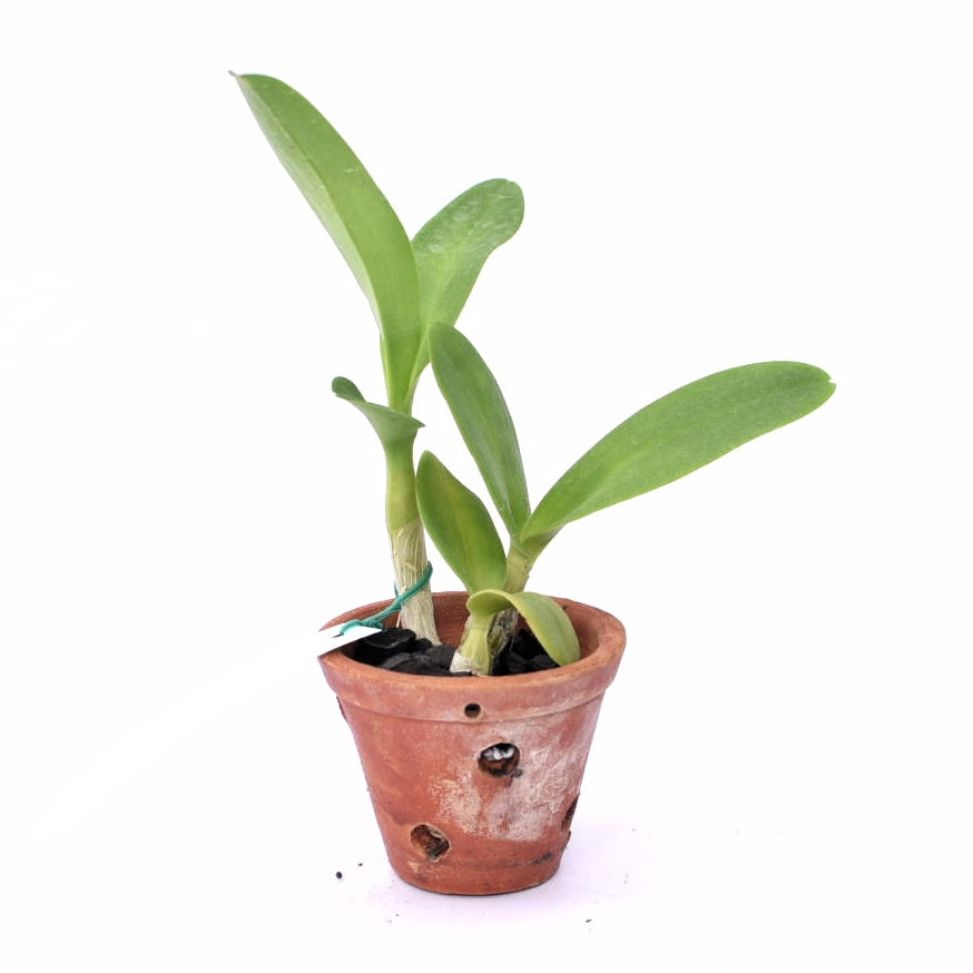 Dendrobium CKAi x Suriya Gold