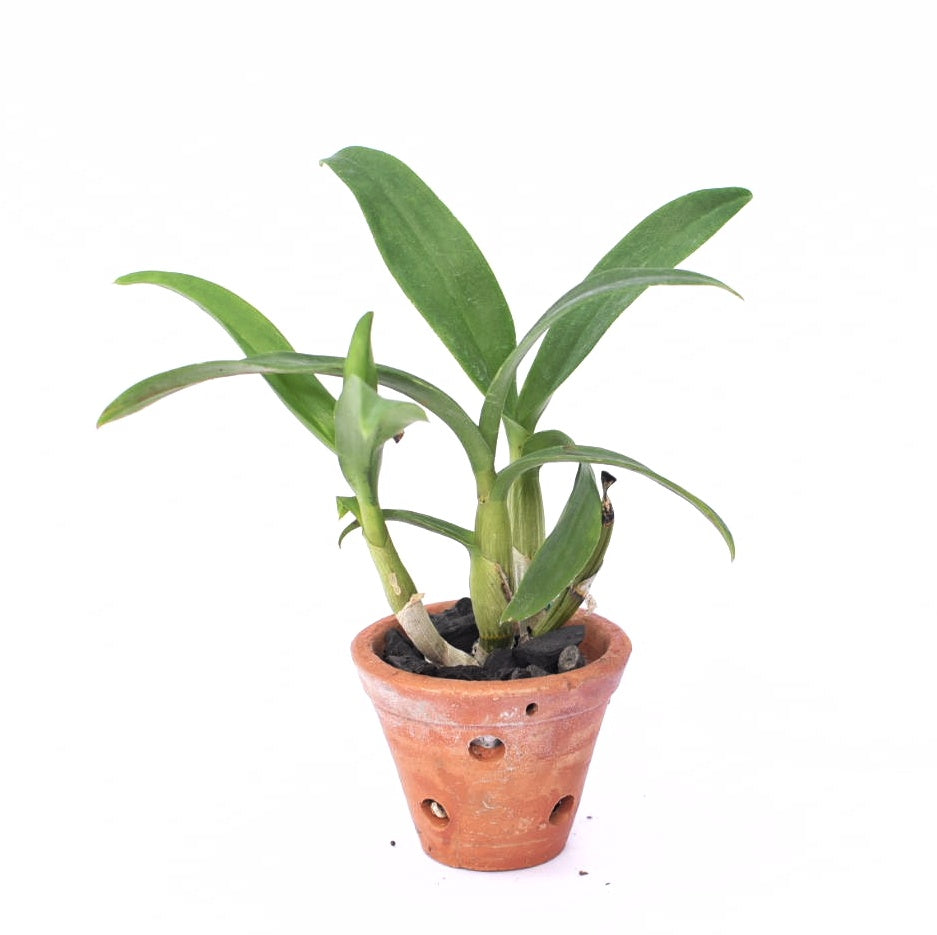 Dendrobium Nopporn Pink