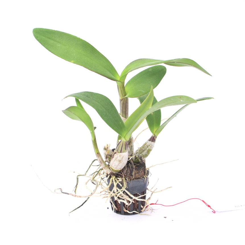 Dendrobium Burana Jade