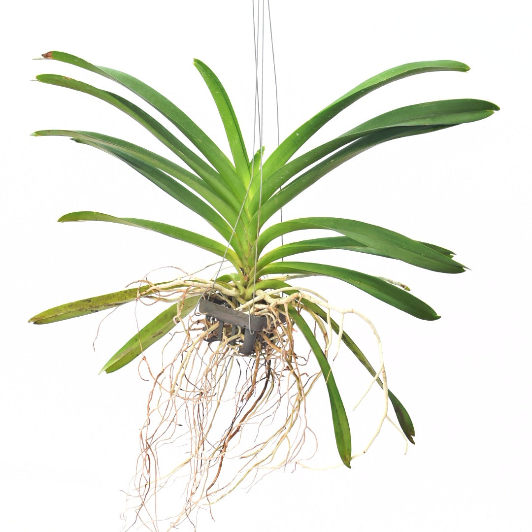 Vanda Suwannaphum Butterfly