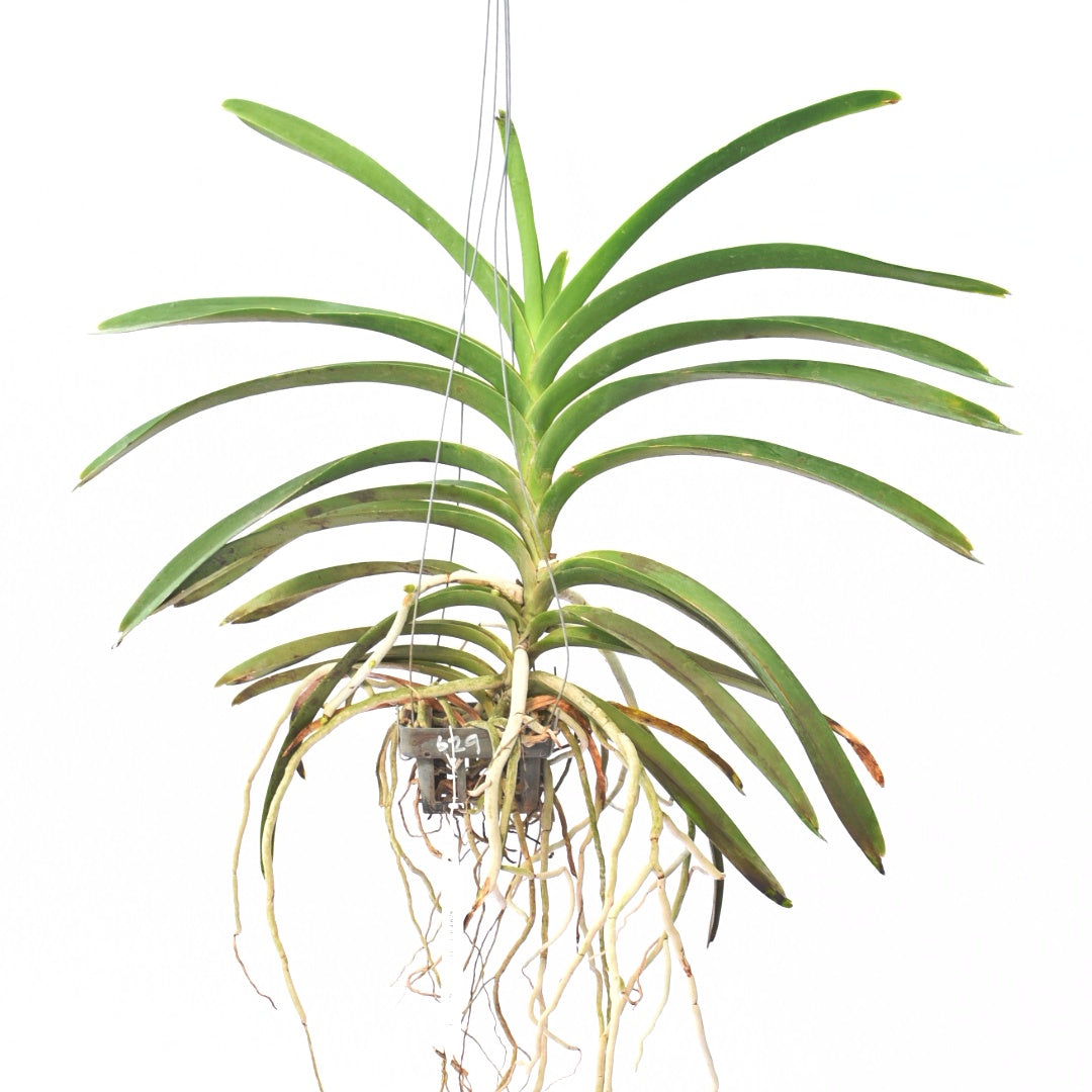 Vandachostylis Sasicha