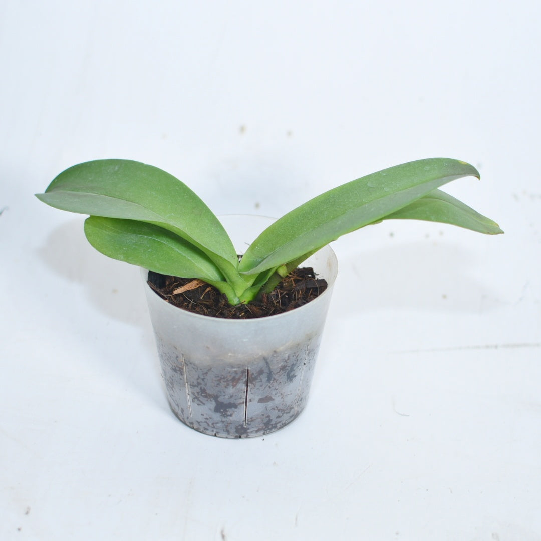 Phalaenopsis Day Tripper