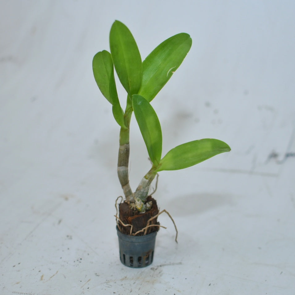 Dendrobium Tinkel Blue