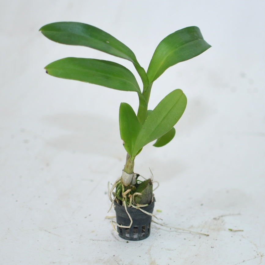 Dendrobium Charak Red