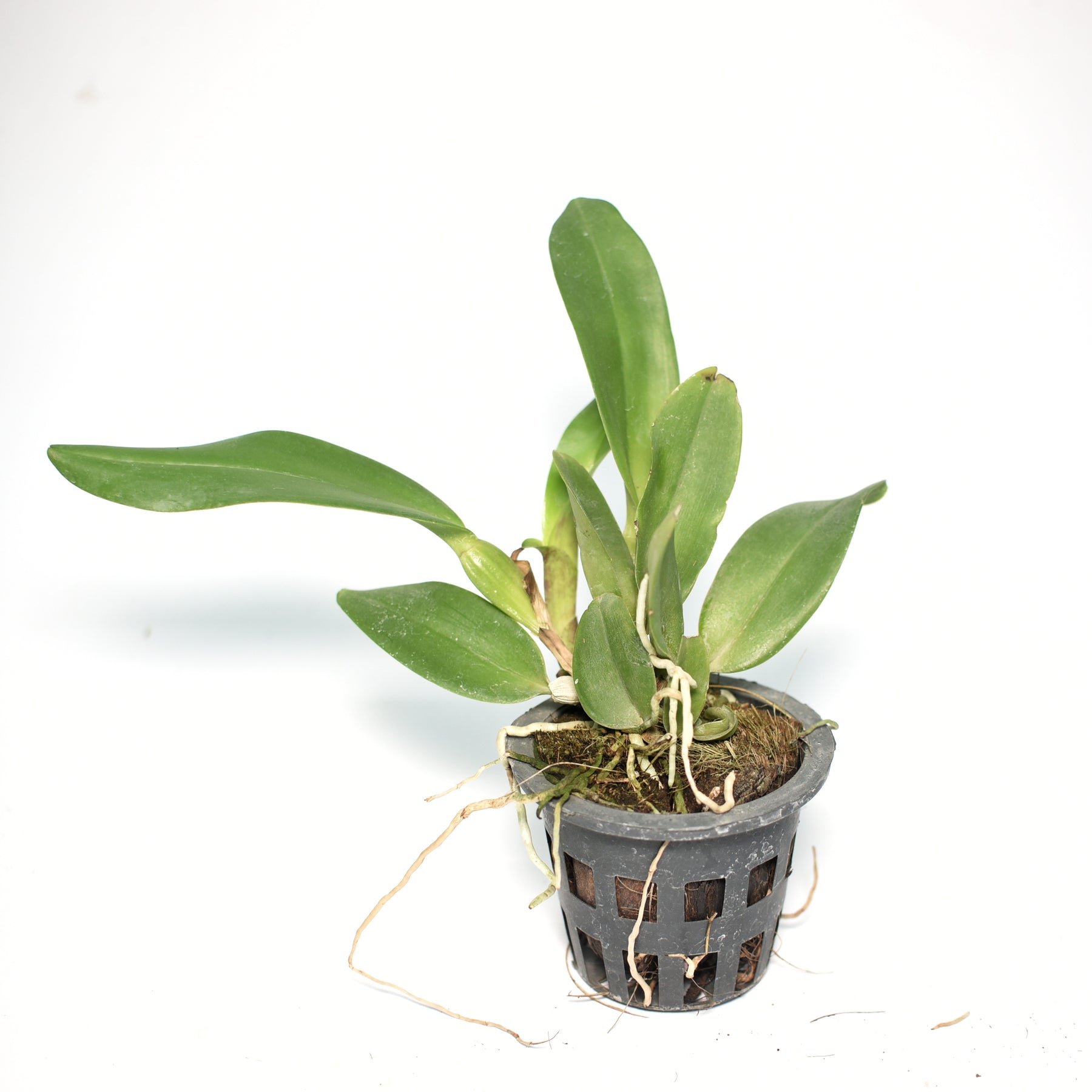 Rhyncholaeliocattleya Hwa Yuan Grace
