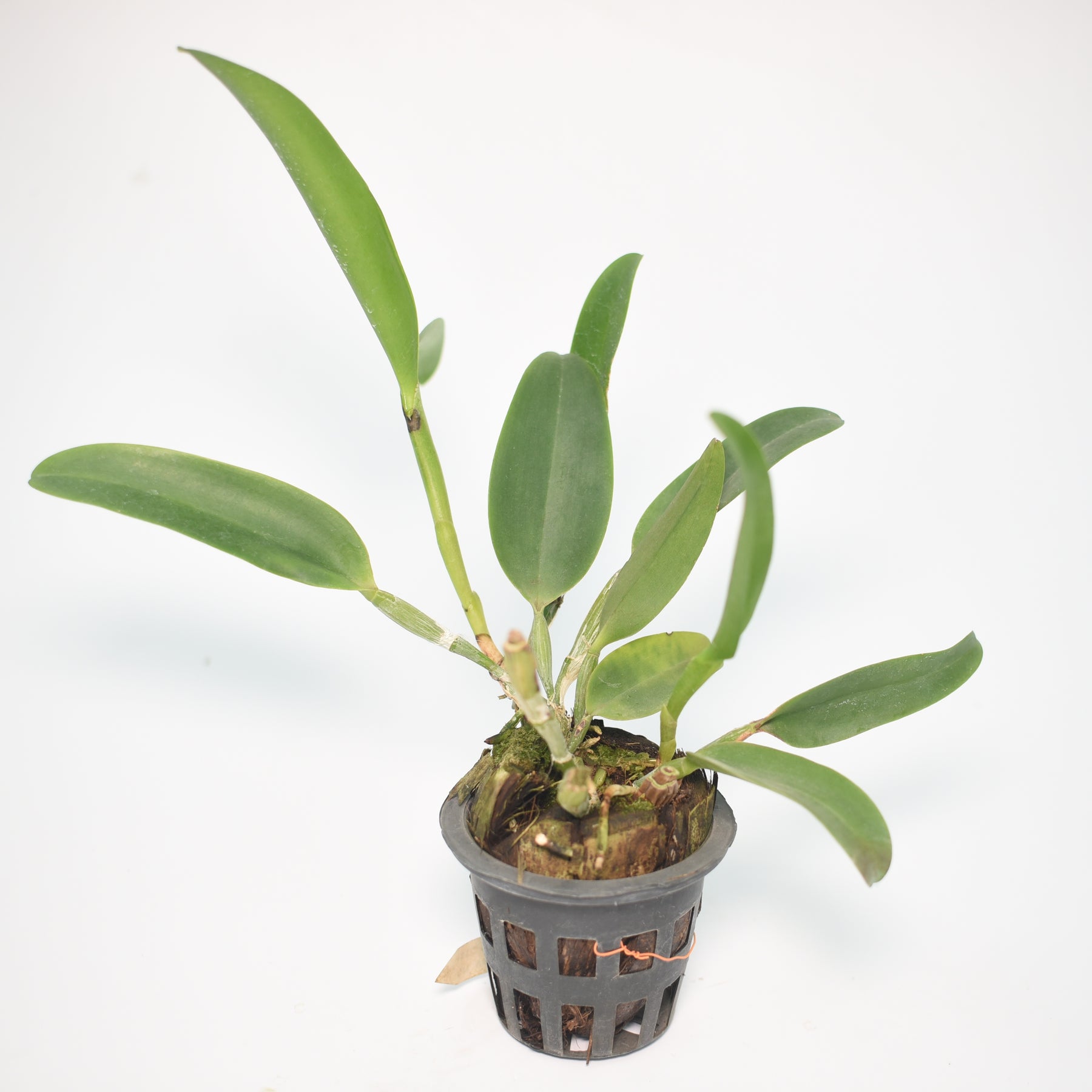 Cattleya Varut Star