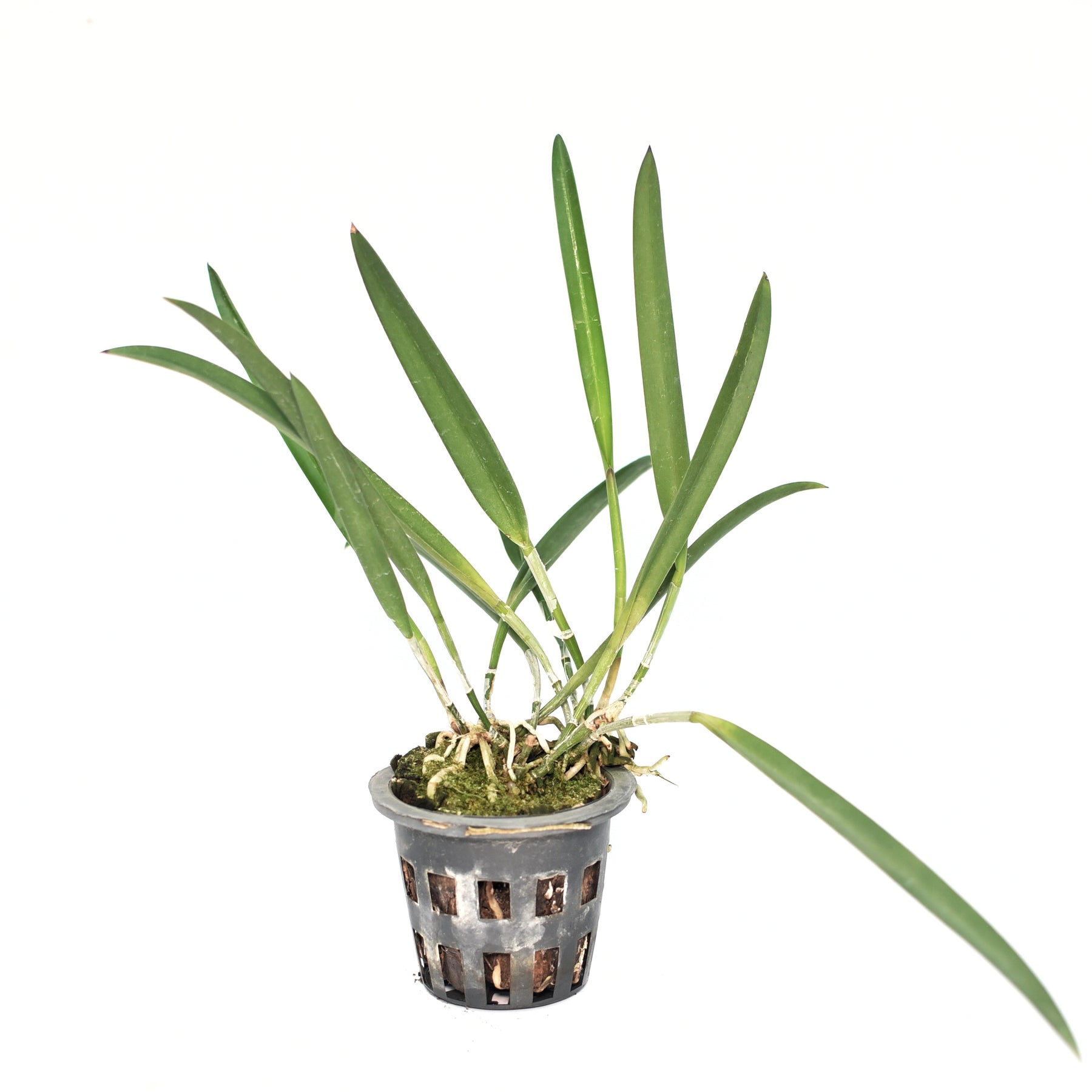 Brassocattleya Jairak Kiku Orchid Plant - Stunning Blooms with Delicate Petals and Vibrant Colors