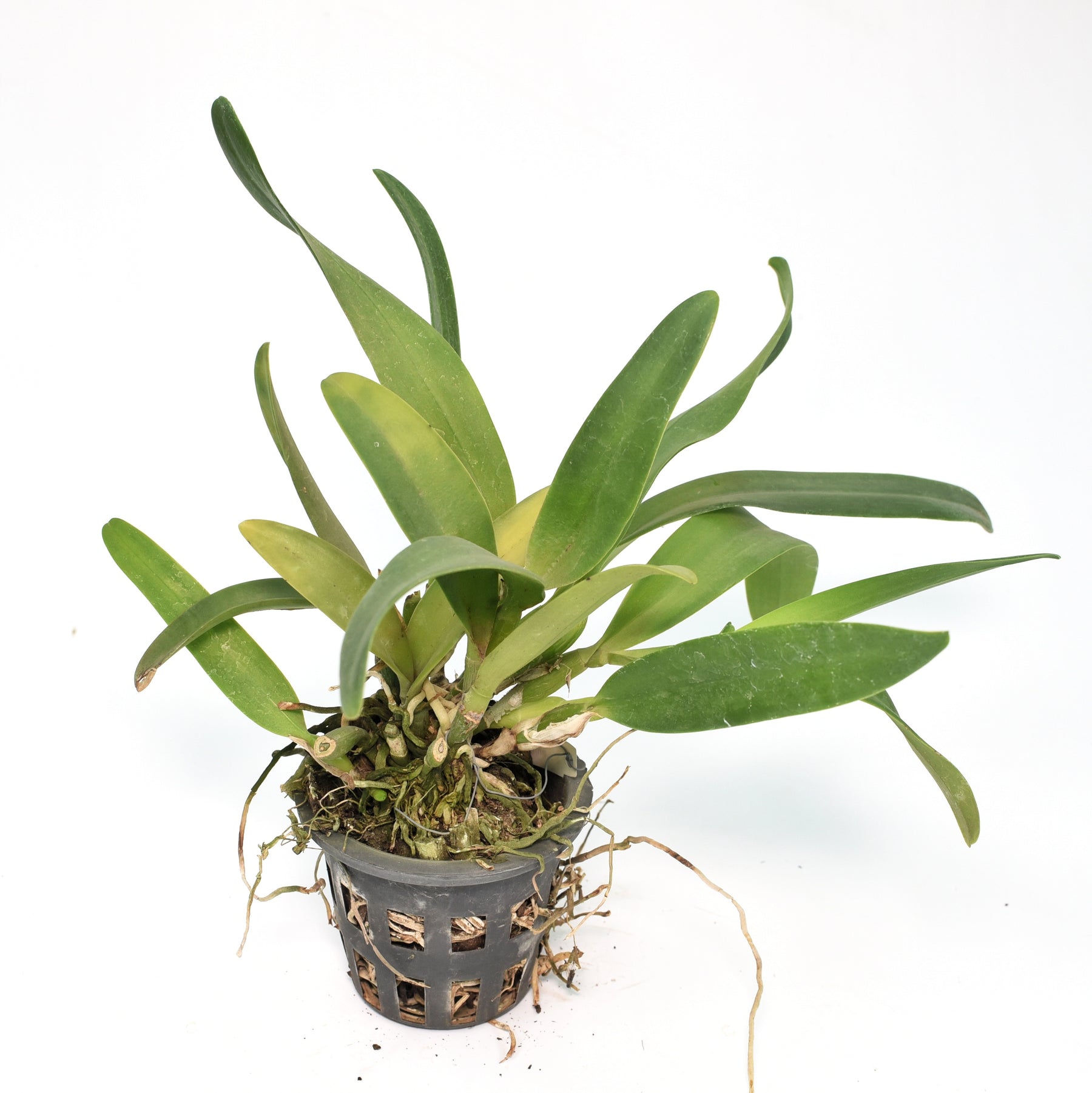 Cattlianthe Sierra Skies 'Leone'