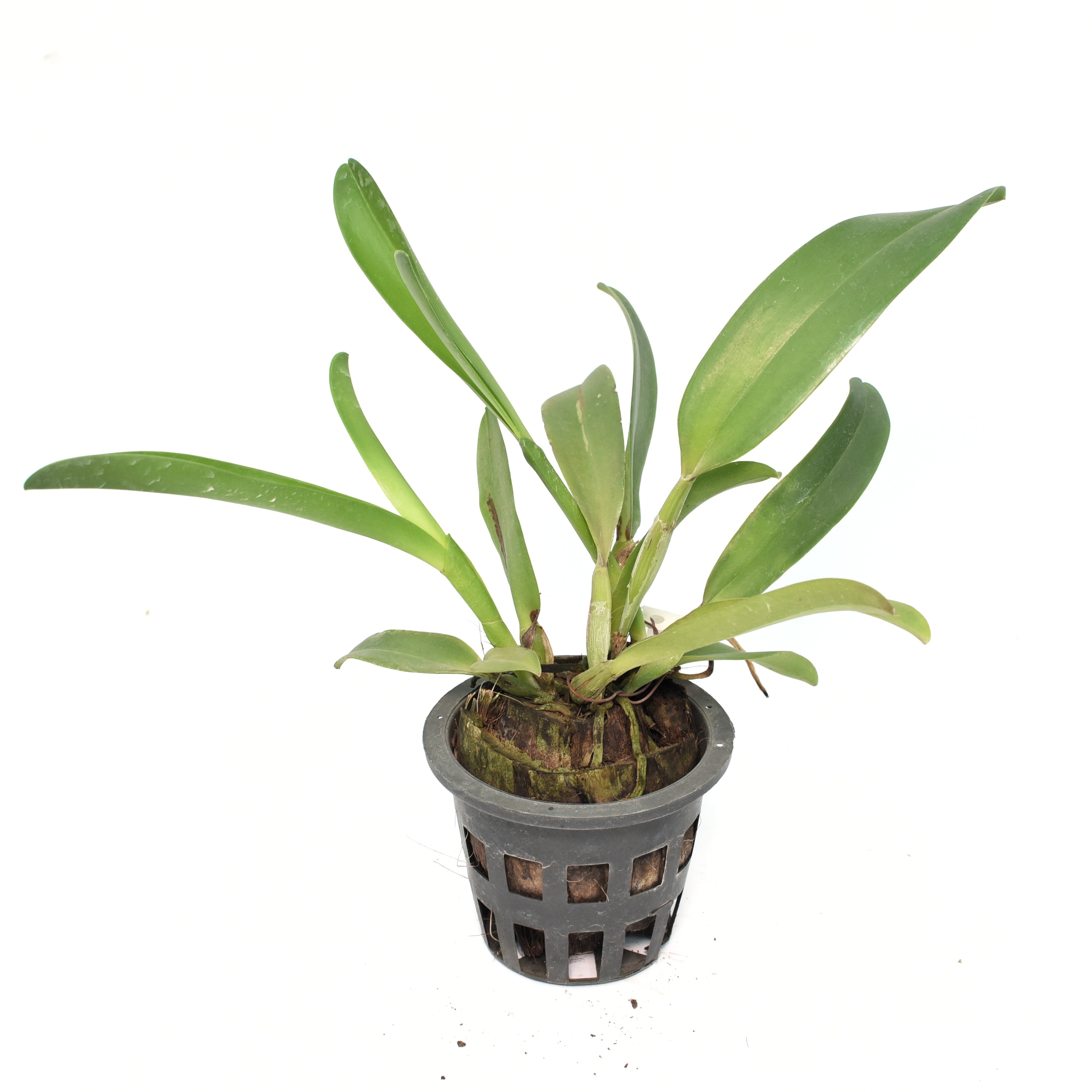 Cattleya Mini Yellow