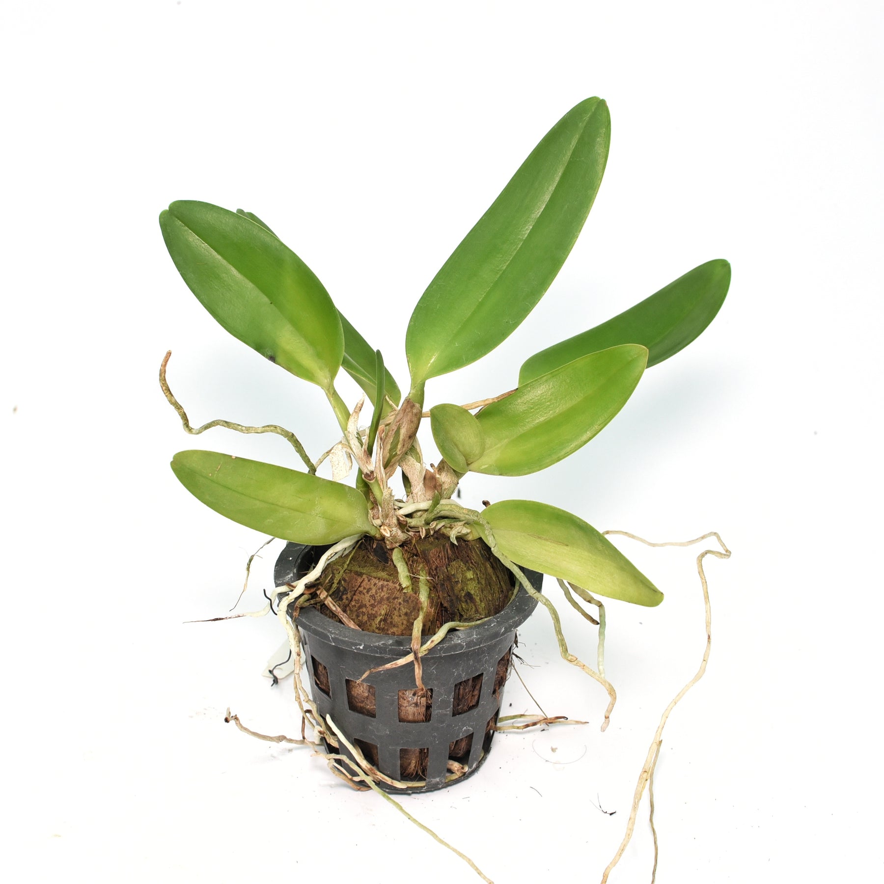 Rhyncholaeliocattleya Nakornchaisri Red