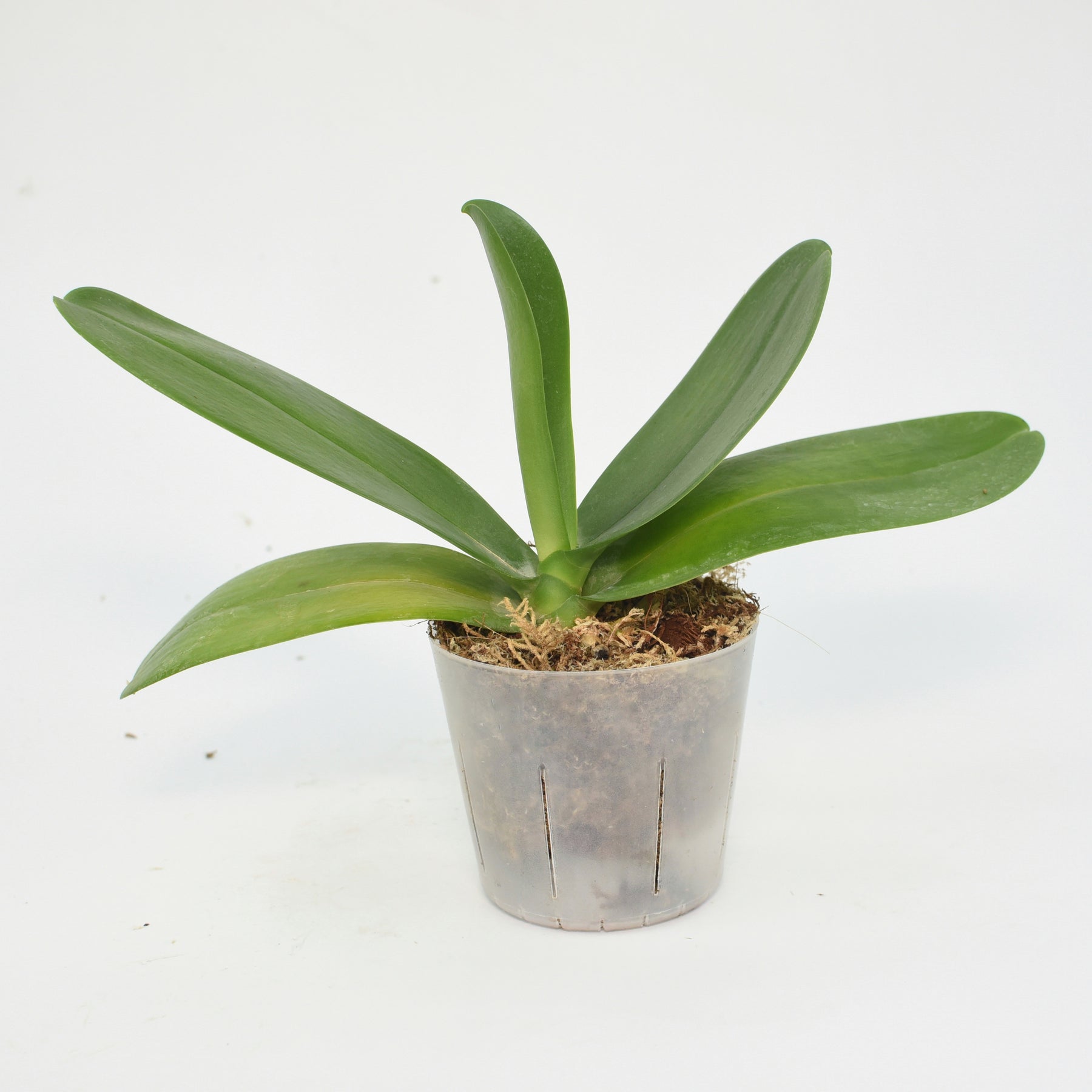 Phalaenopsis Jupiter