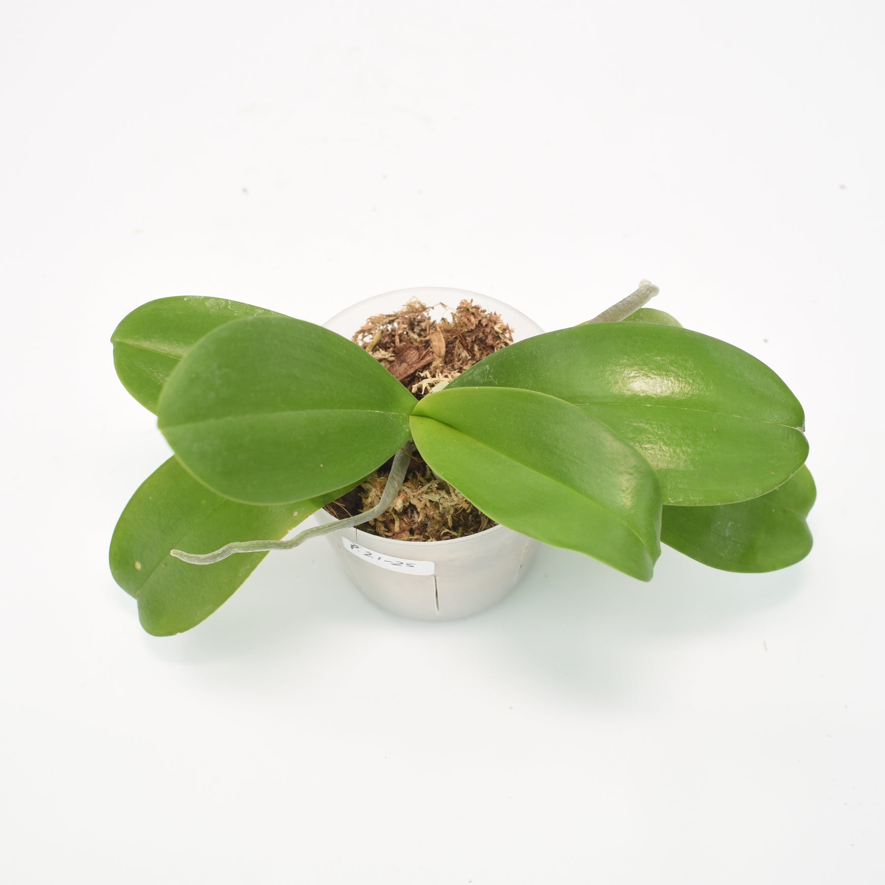 Phalaenopsis Yellow Umbrella