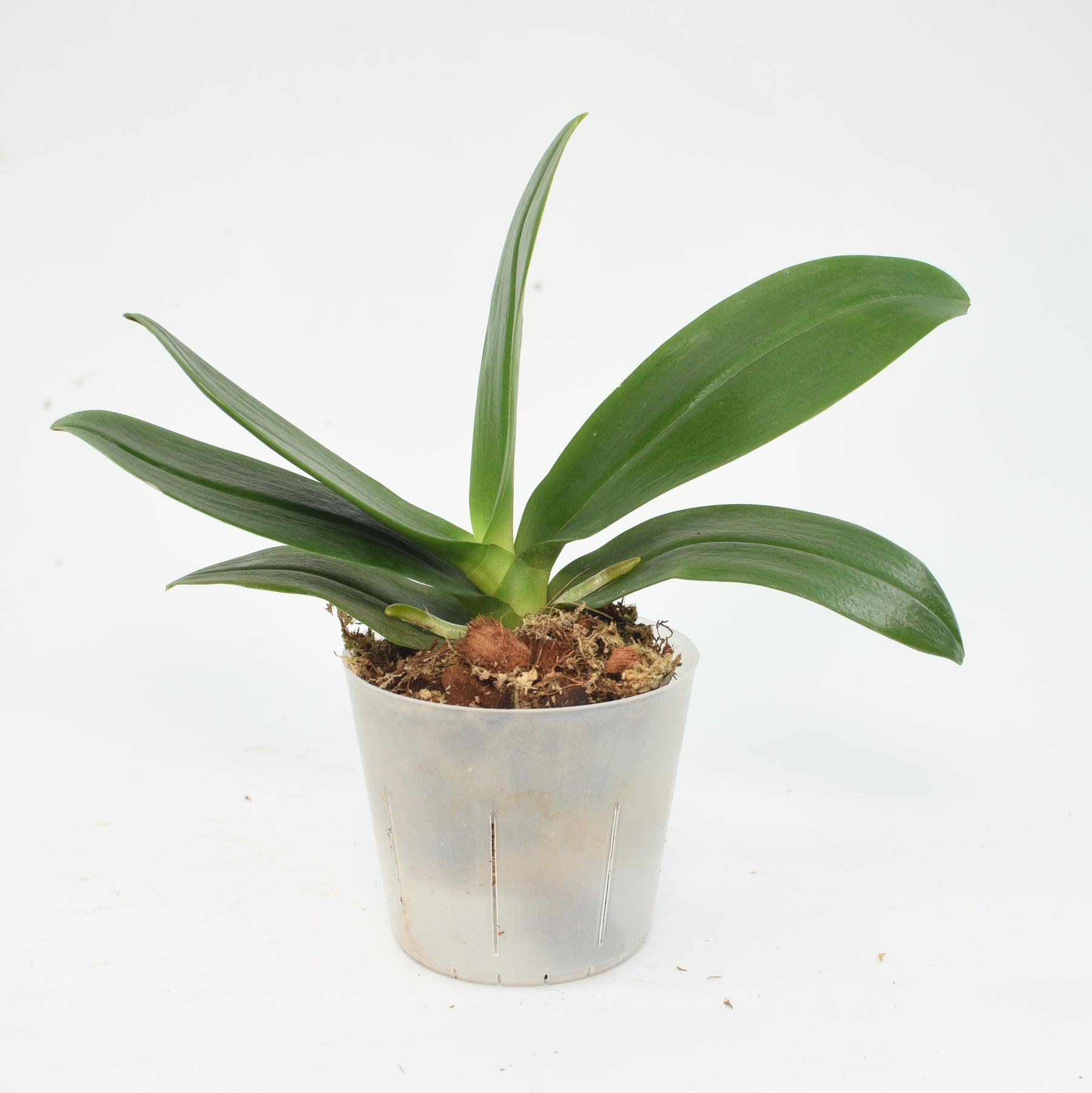 Phalaenopsis Sunshine