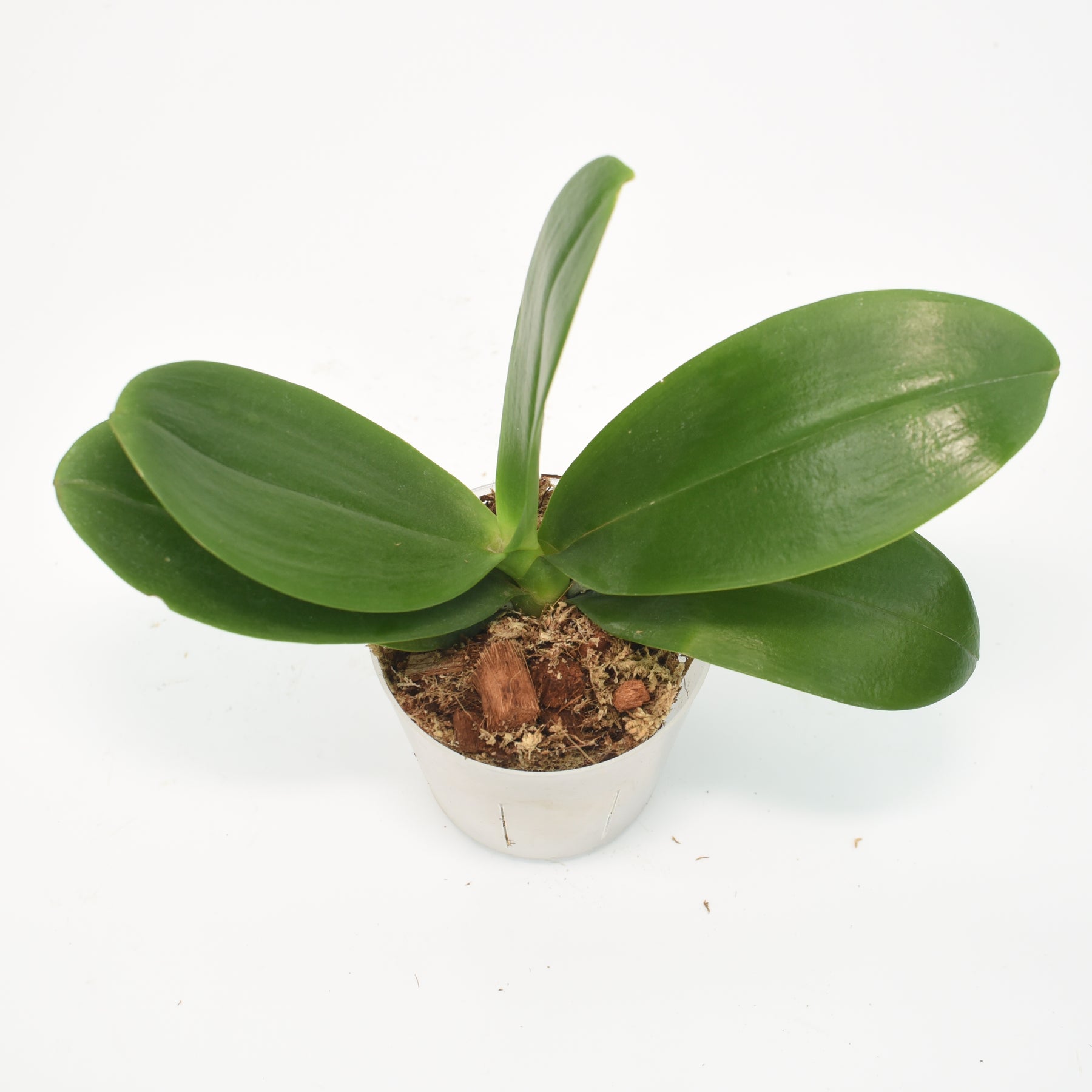 Phalaenopsis Sunshine
