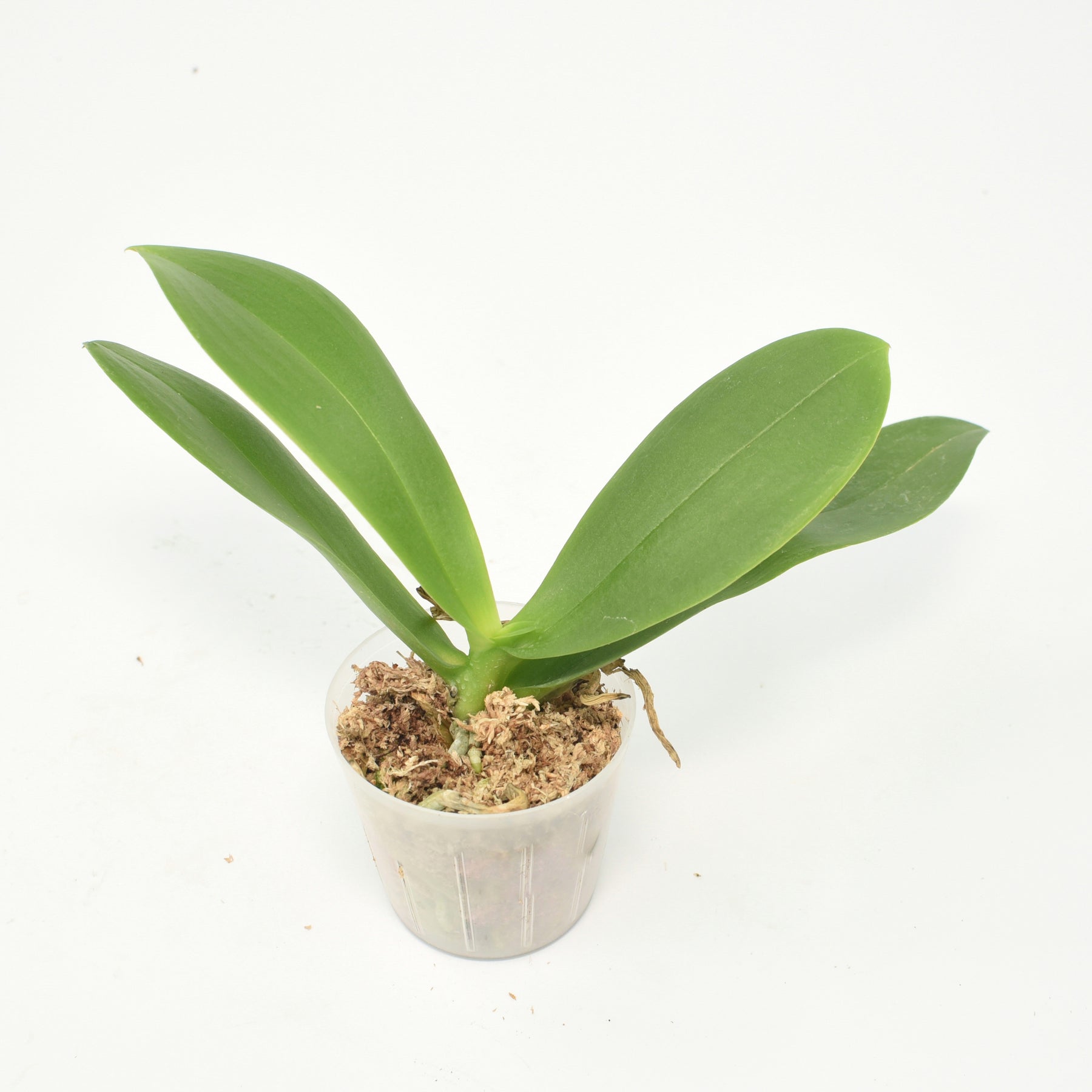 Phalaenopsis Pretty Princess