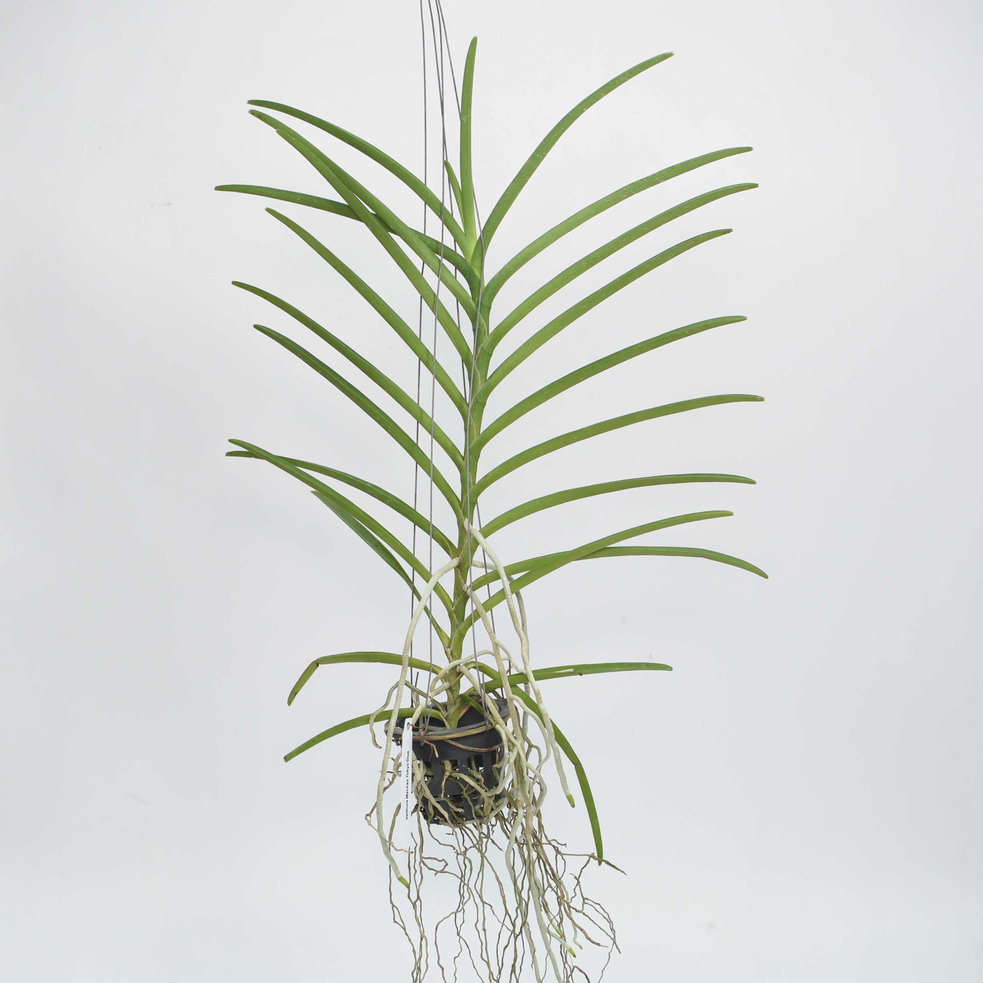 Vanda (Velthuis) Machao Tokyo Blue