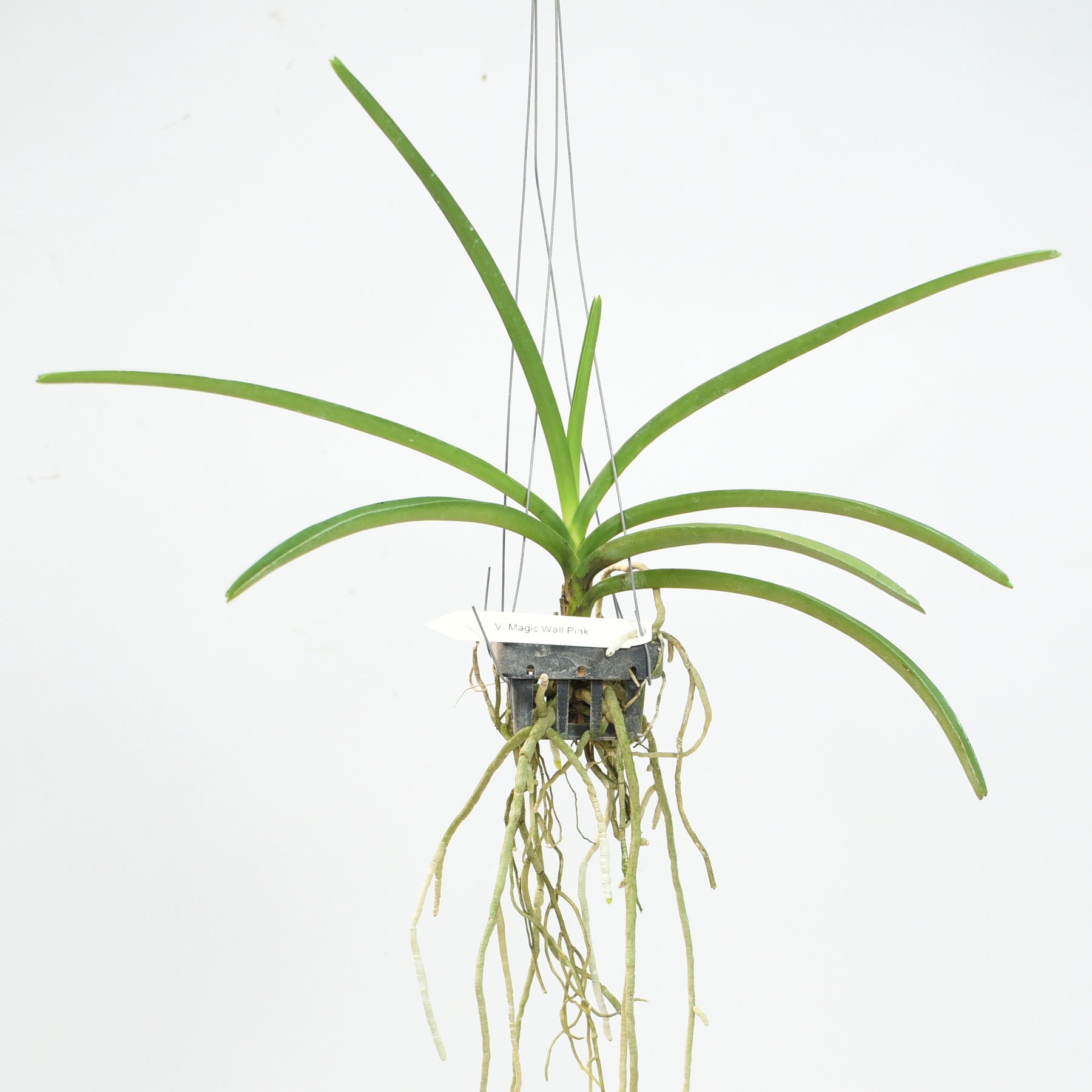 Eye-catching Ascocenda Magic Wall Pink orchid - Perfect for orchid enthusiasts seeking a remarkable specimen