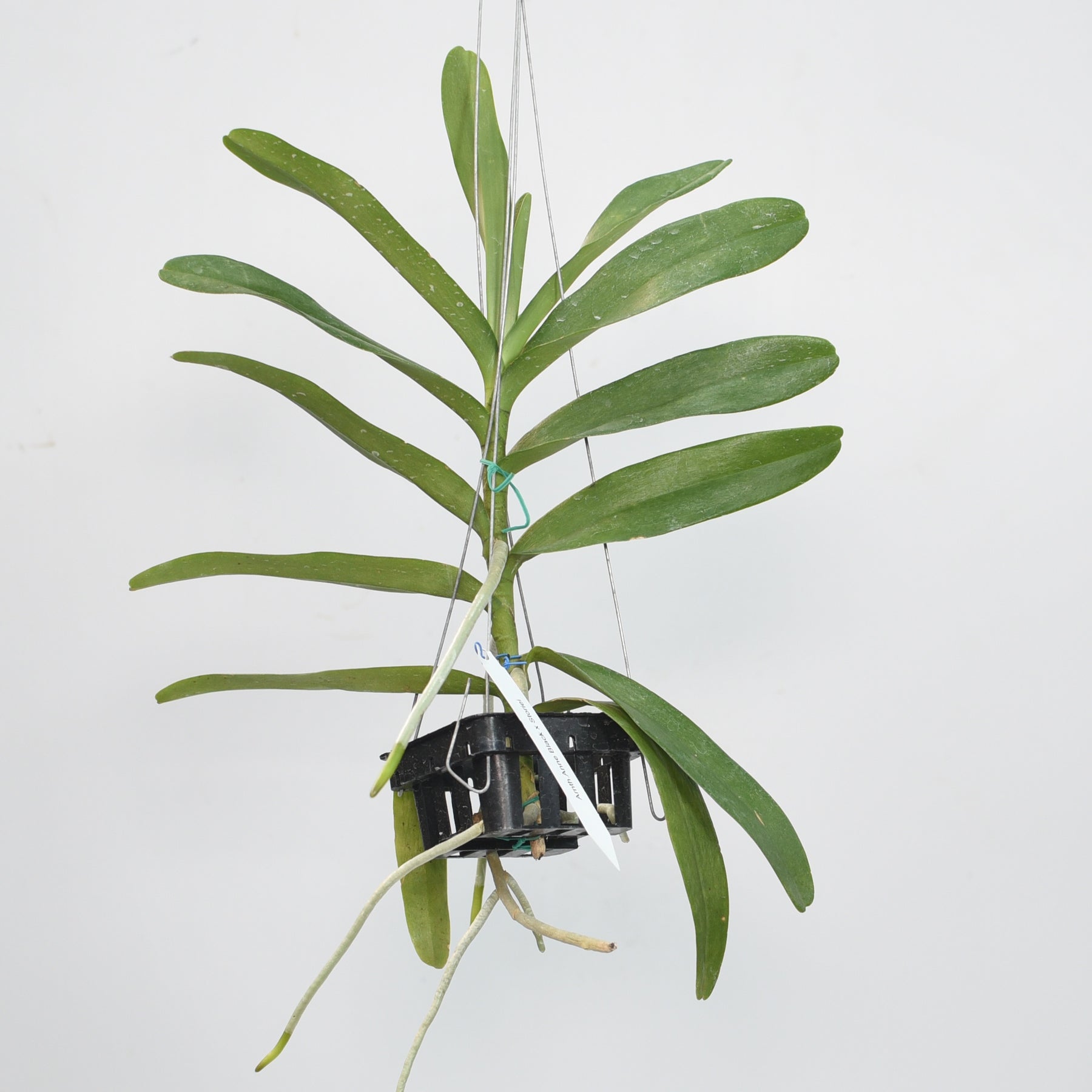 Aranthera Anne Black