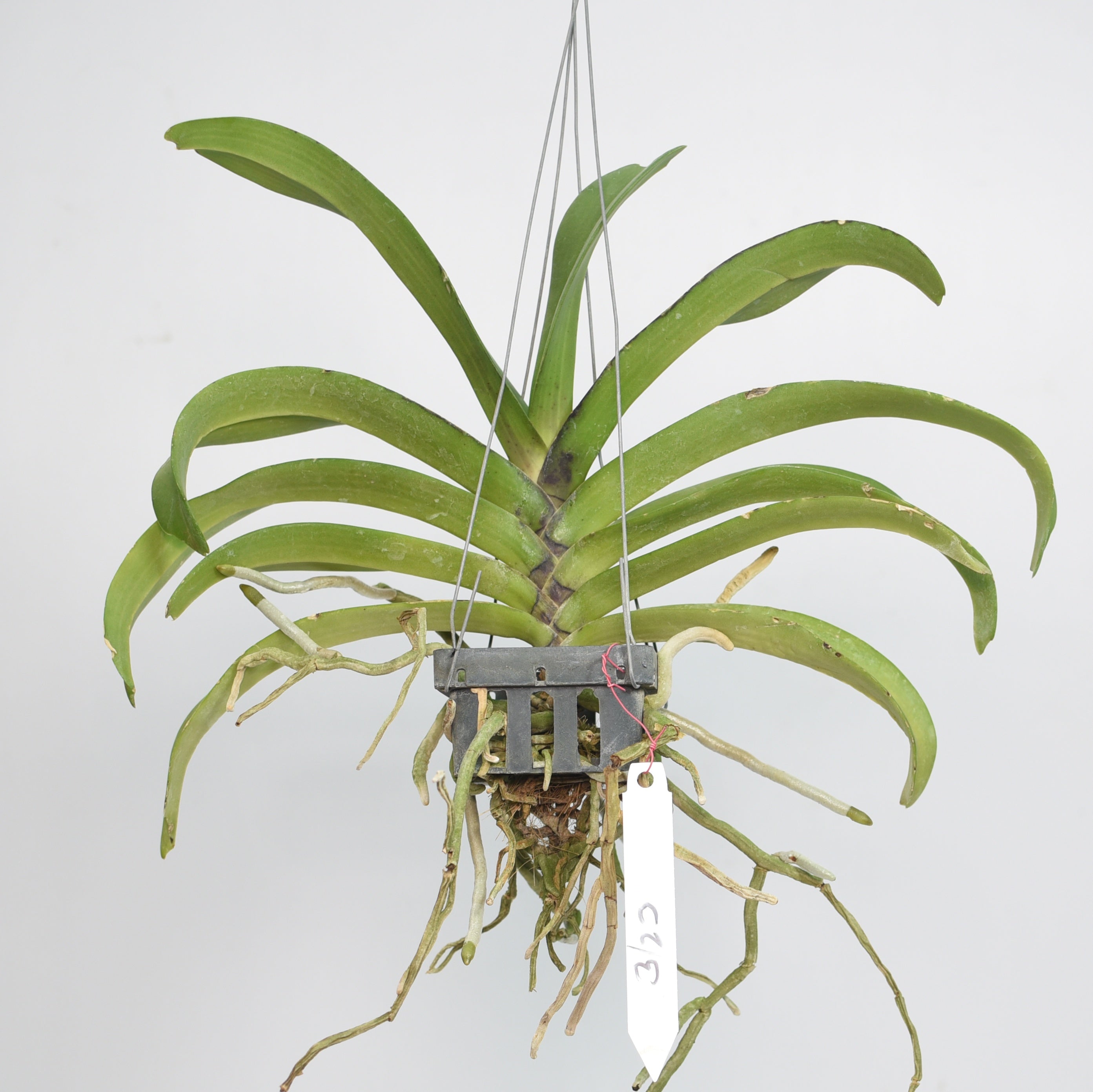 Rhynchostylis Gigantea 'Red' orchid plant - Stunning red blooms for your indoor garden