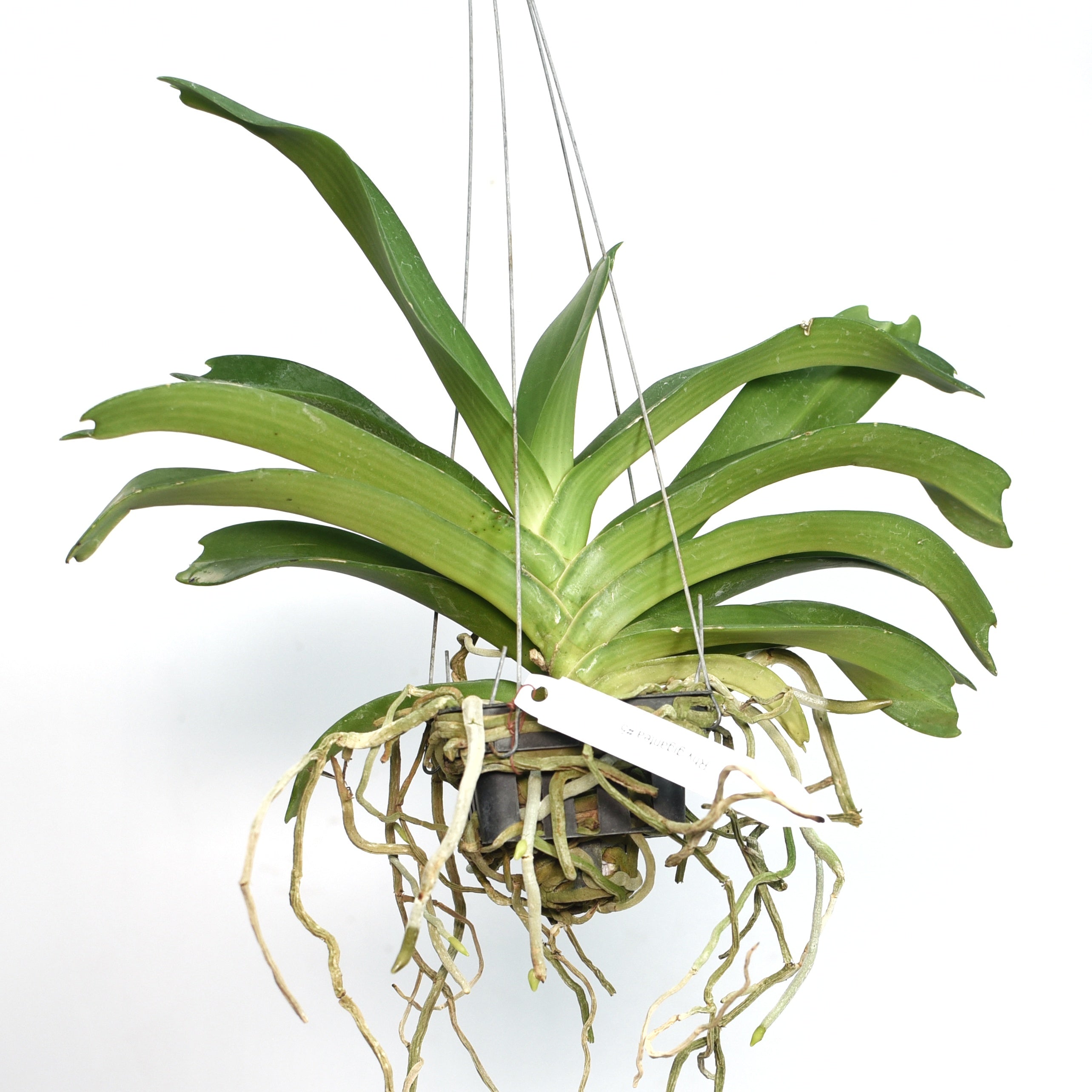 Rhynchostylis Gigantea 'Spotted' orchid plant - Captivating spotted blooms for your indoor garden