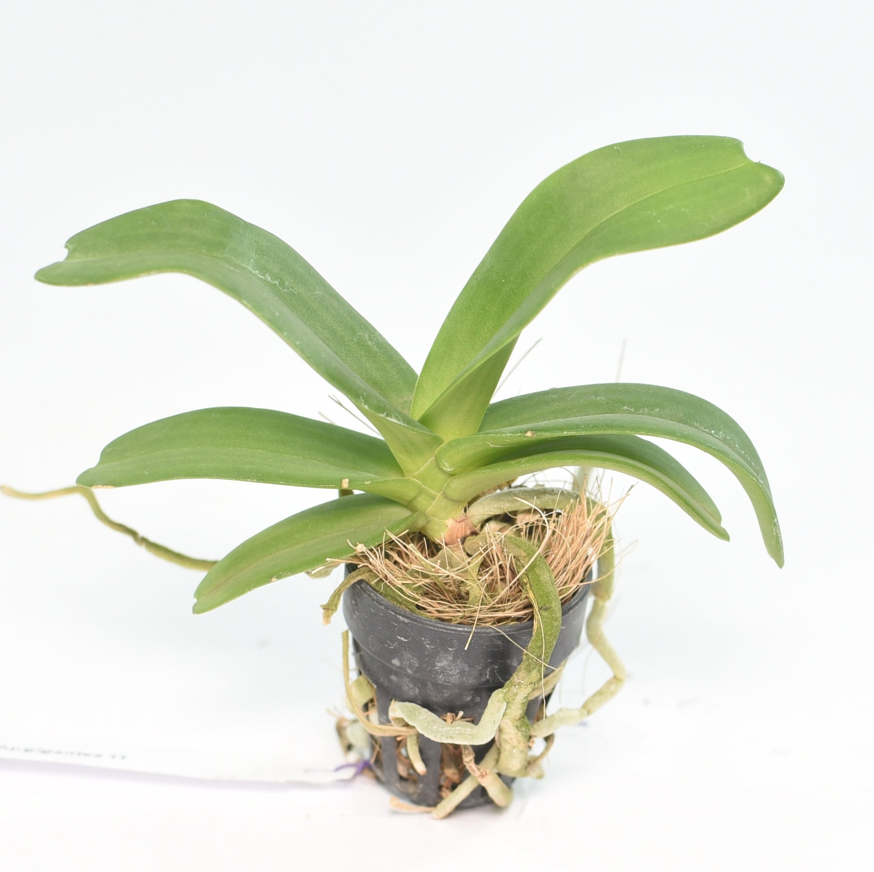 Rhynchostylis Gigantea 'Pink' orchid - Discover the beauty of this graceful flower