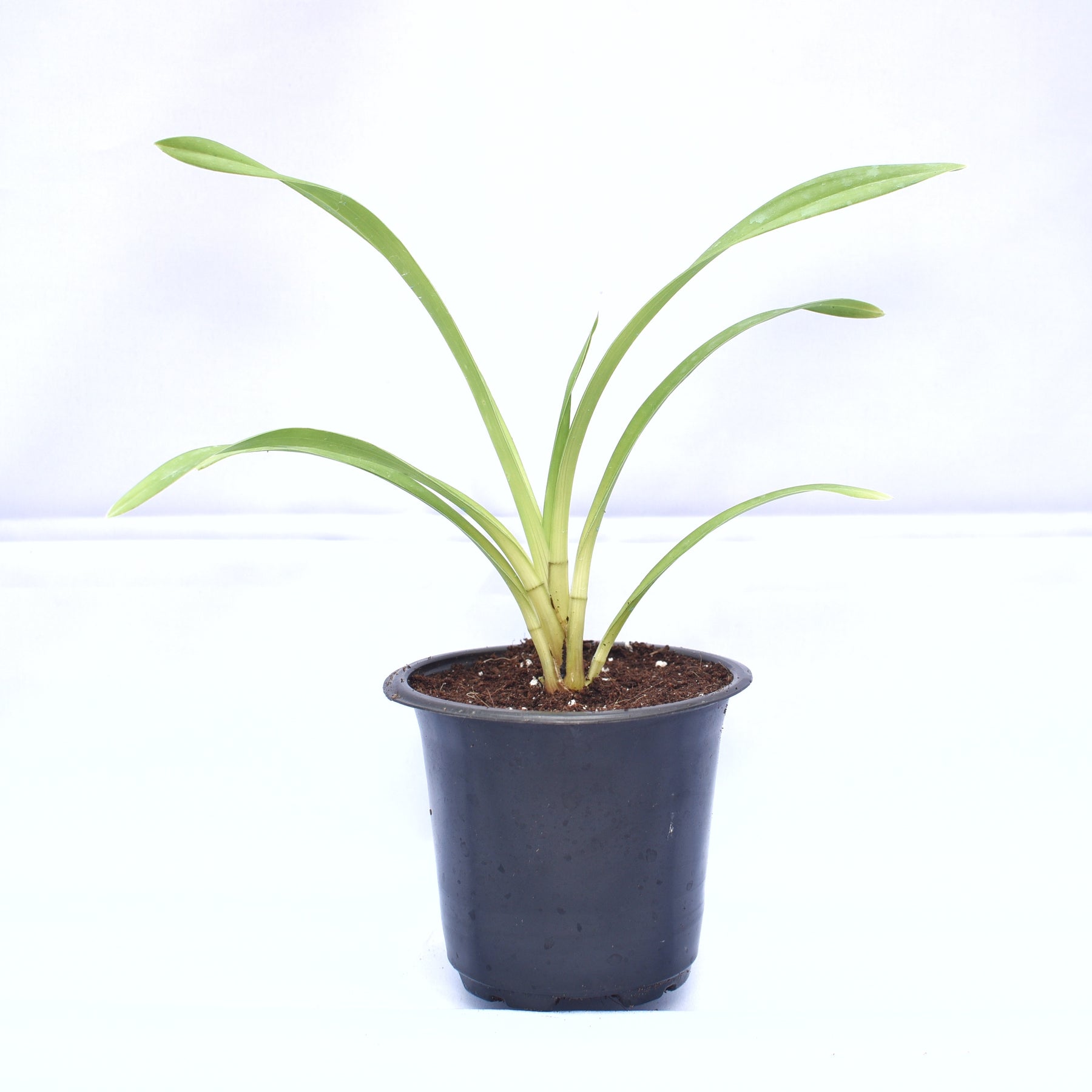 The flowers of the Cymbidium Kiwi Joker Orchid exhibit a mesmerizing blend of green, cream, and burgundy, creating a visual feast for the eyes. Each blossom is a true work of art, with intricate patterns and textures that add depth and character.