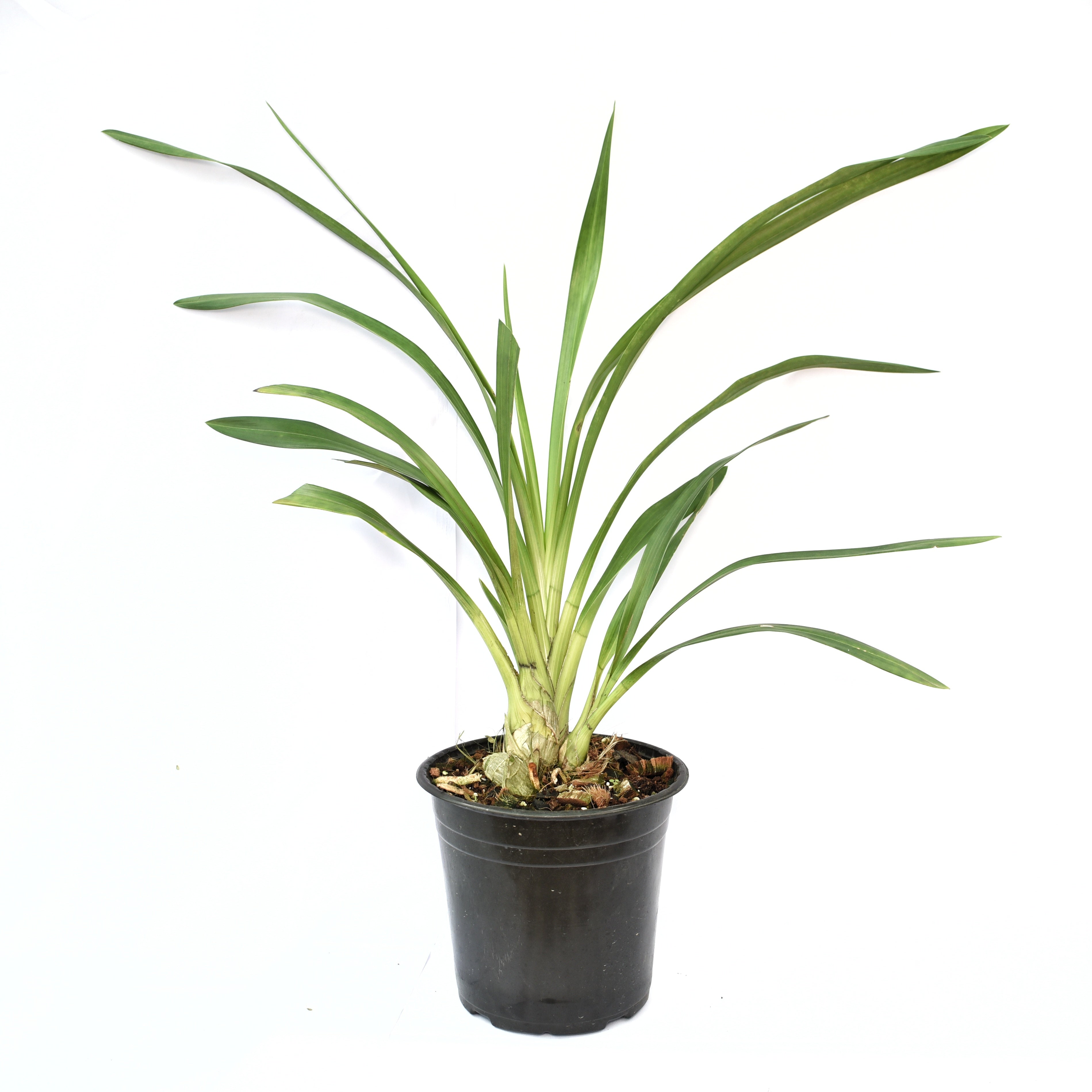 The Cymbidium Isle Flemingo Orchid produces an abundance of flowers on long, arching stems, adding a tropical touch to any setting.