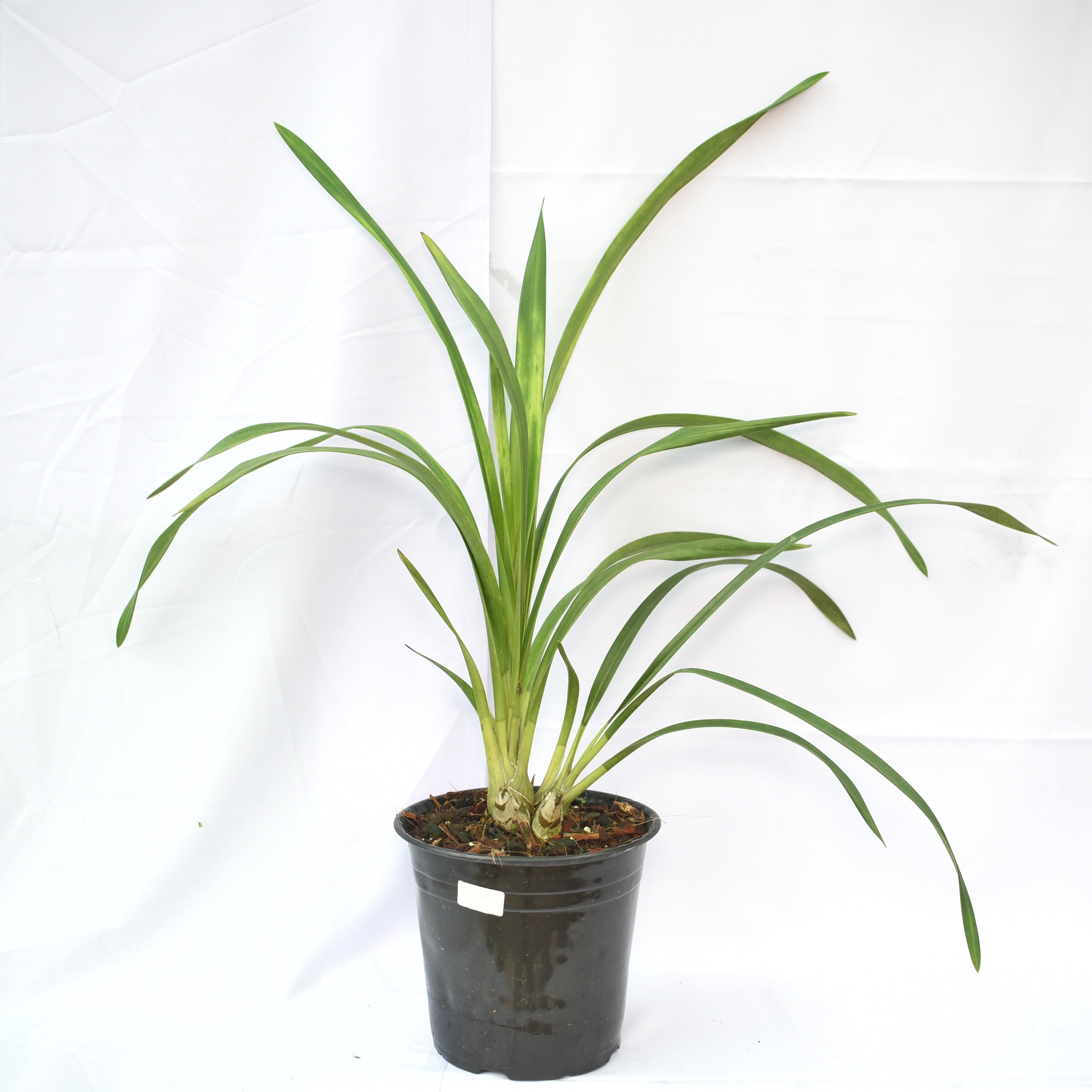 Cymbidium Solana Rose