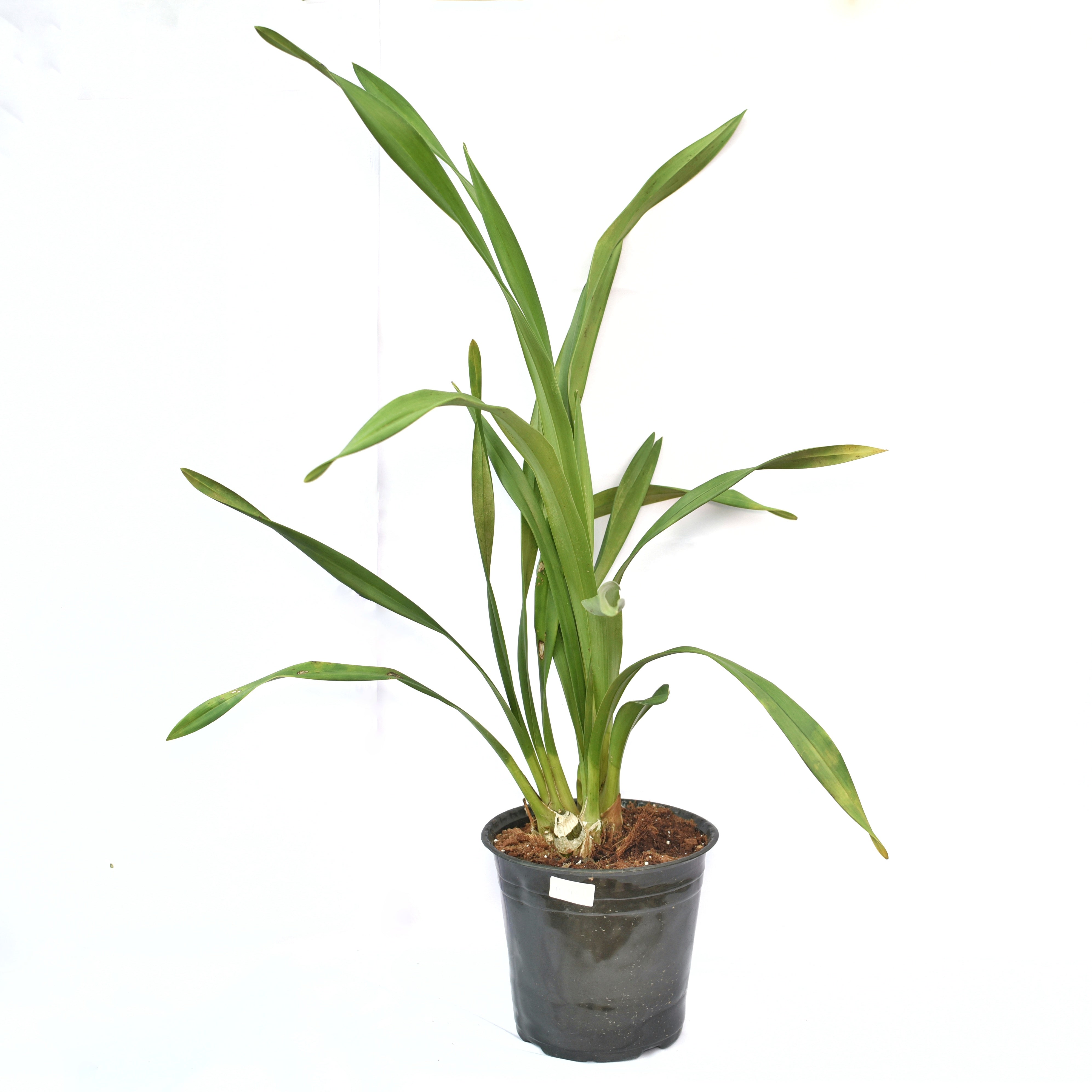 The Cymbidium Valley Chianti Wine Orchid produces an abundance of flowers on long, arching stems, adding a touch of sophistication and elegance to any setting.