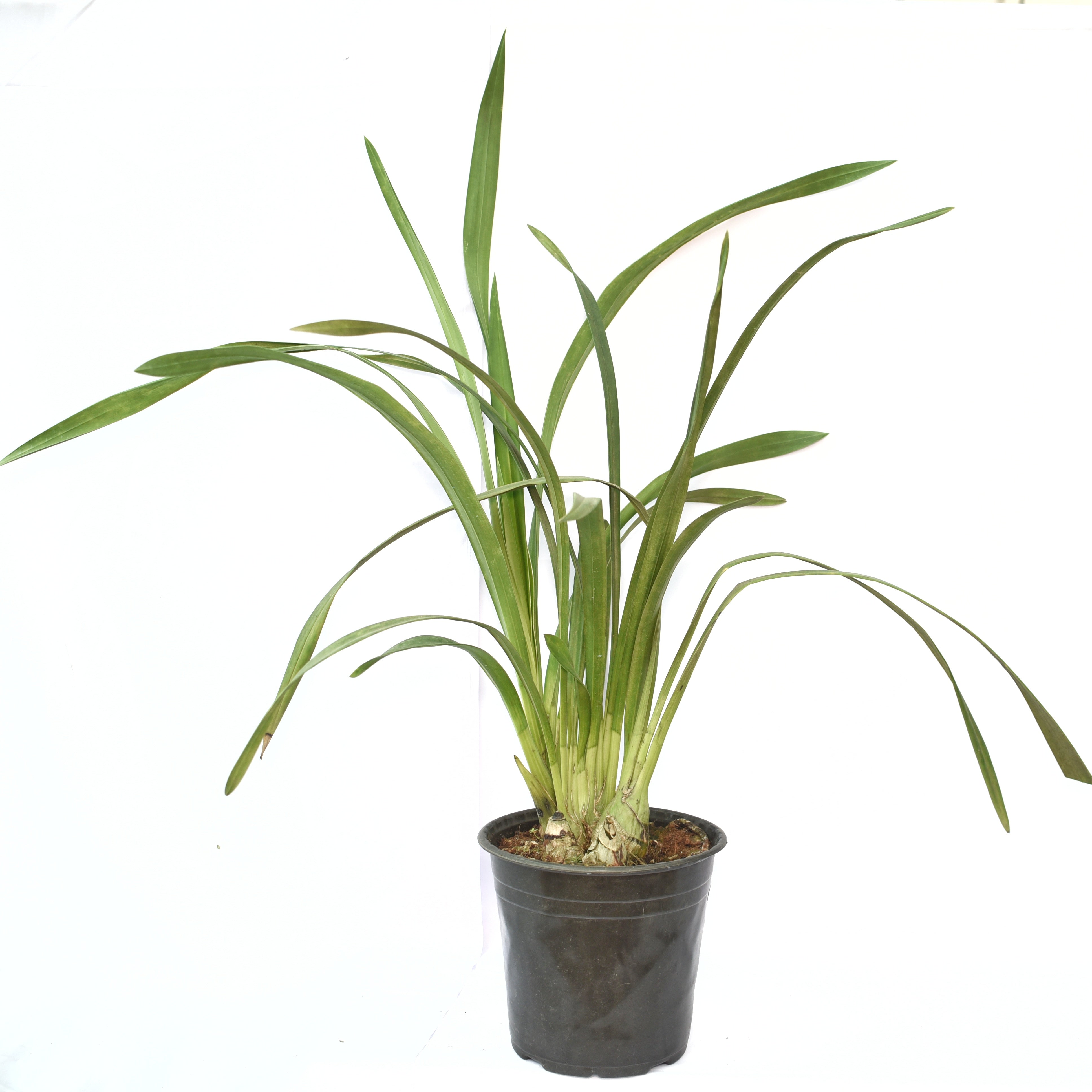 Introducing the captivating Cymbidium Green Zenith "Machteld" Orchid, a botanical masterpiece that will mesmerize your senses. This extraordinary orchid variety showcases stunning blooms that exude a sense of tranquility and natural beauty.