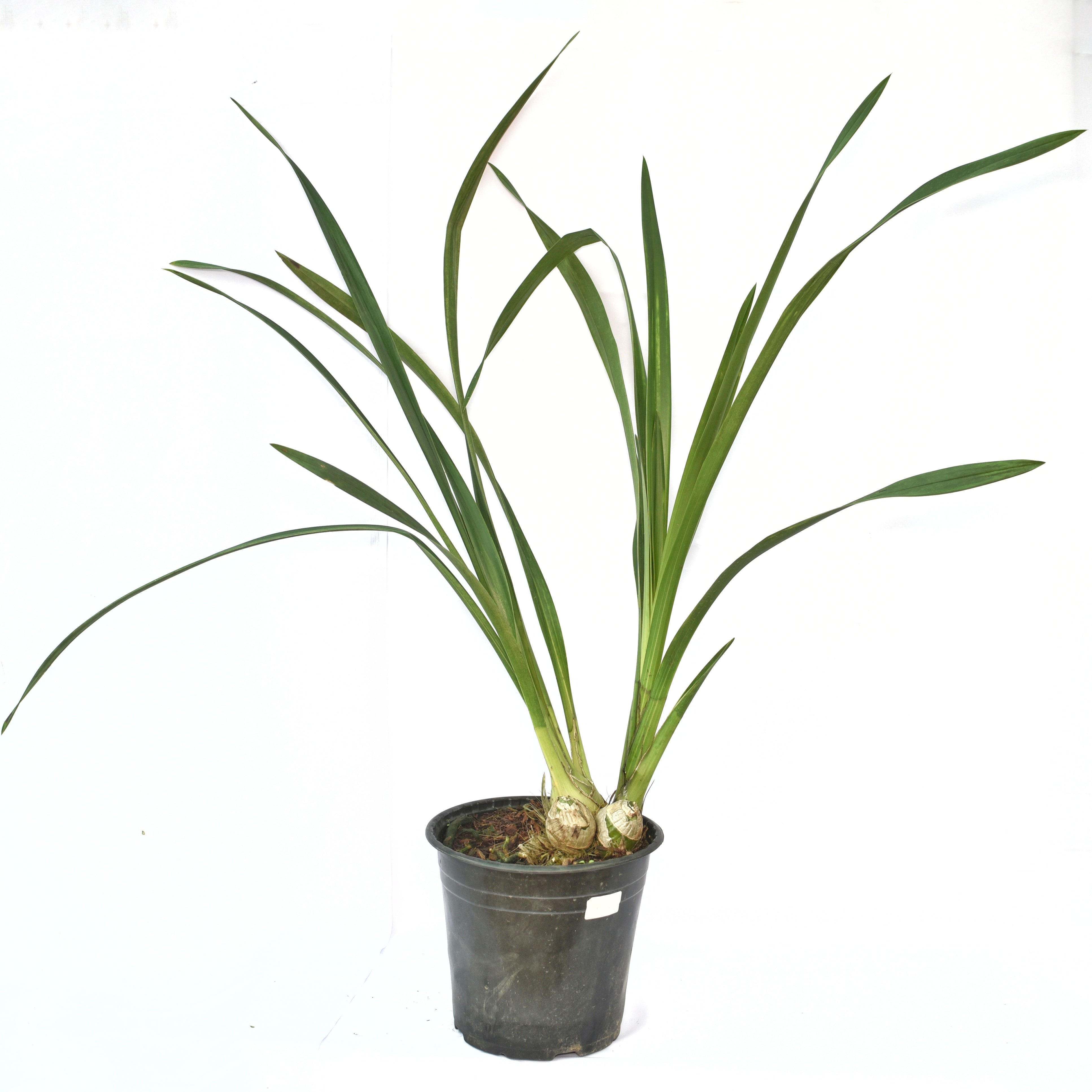 The Cymbidium Rembrandt Masterpiece Orchid features long, arching stems adorned with an abundance of flowers in a captivating array of colors, resembling a living canvas.