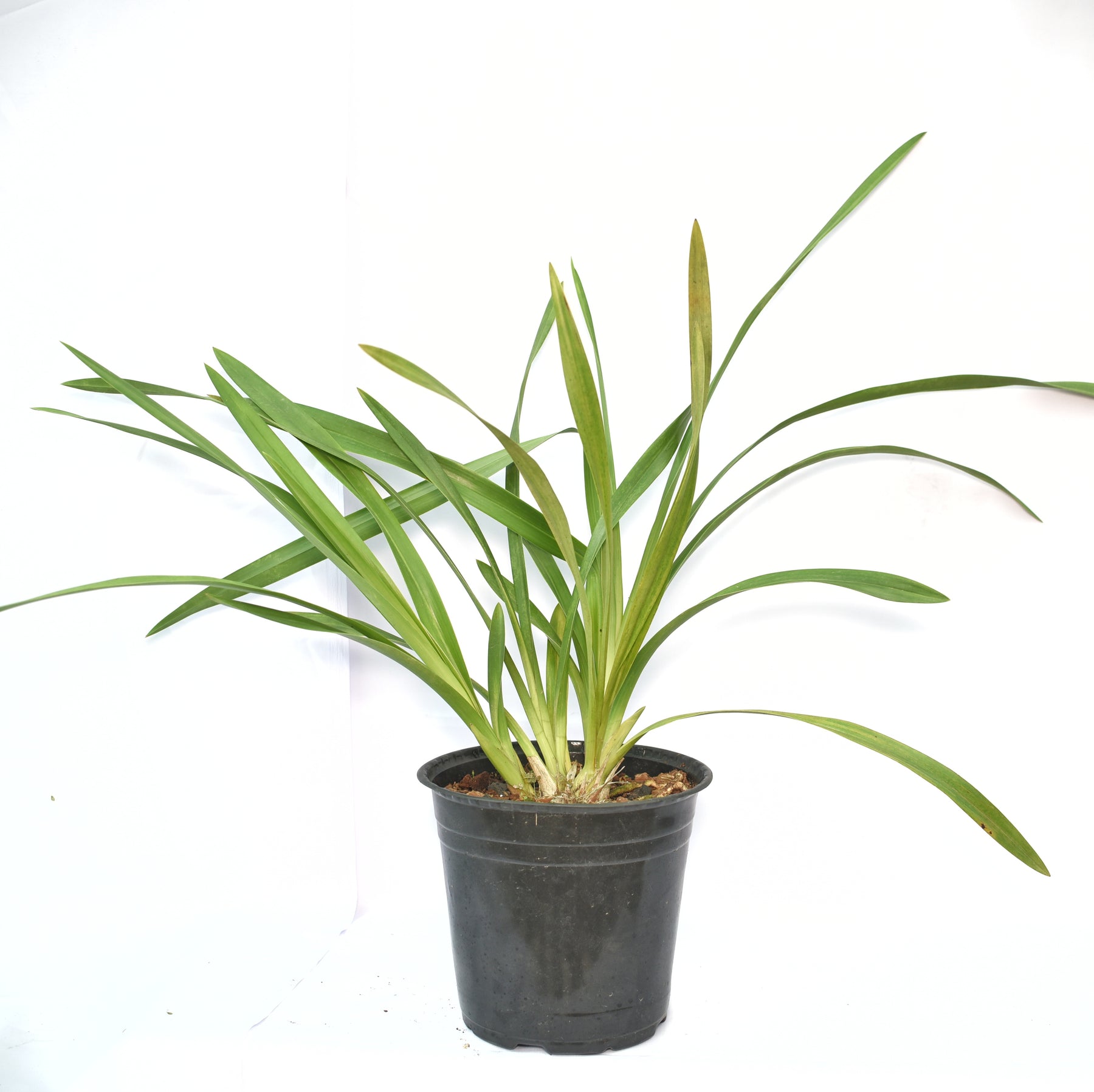 Cymbidium Mini Dream 'Gold Soveriegn'
