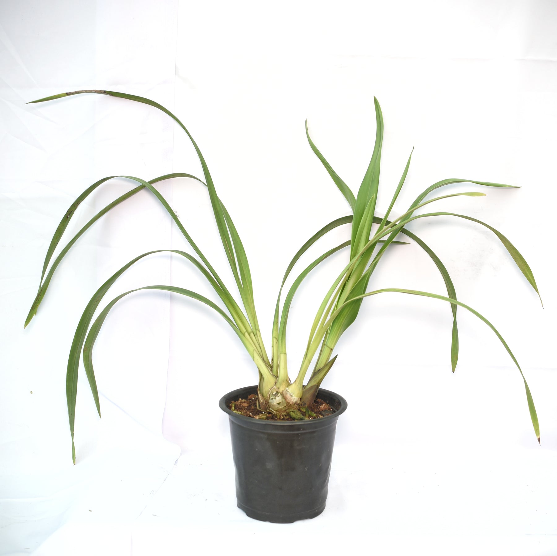 The Cymbidium Beauty Fred Orchid features long, arching stems adorned with an abundance of flowers in a charming blend of vibrant colors.