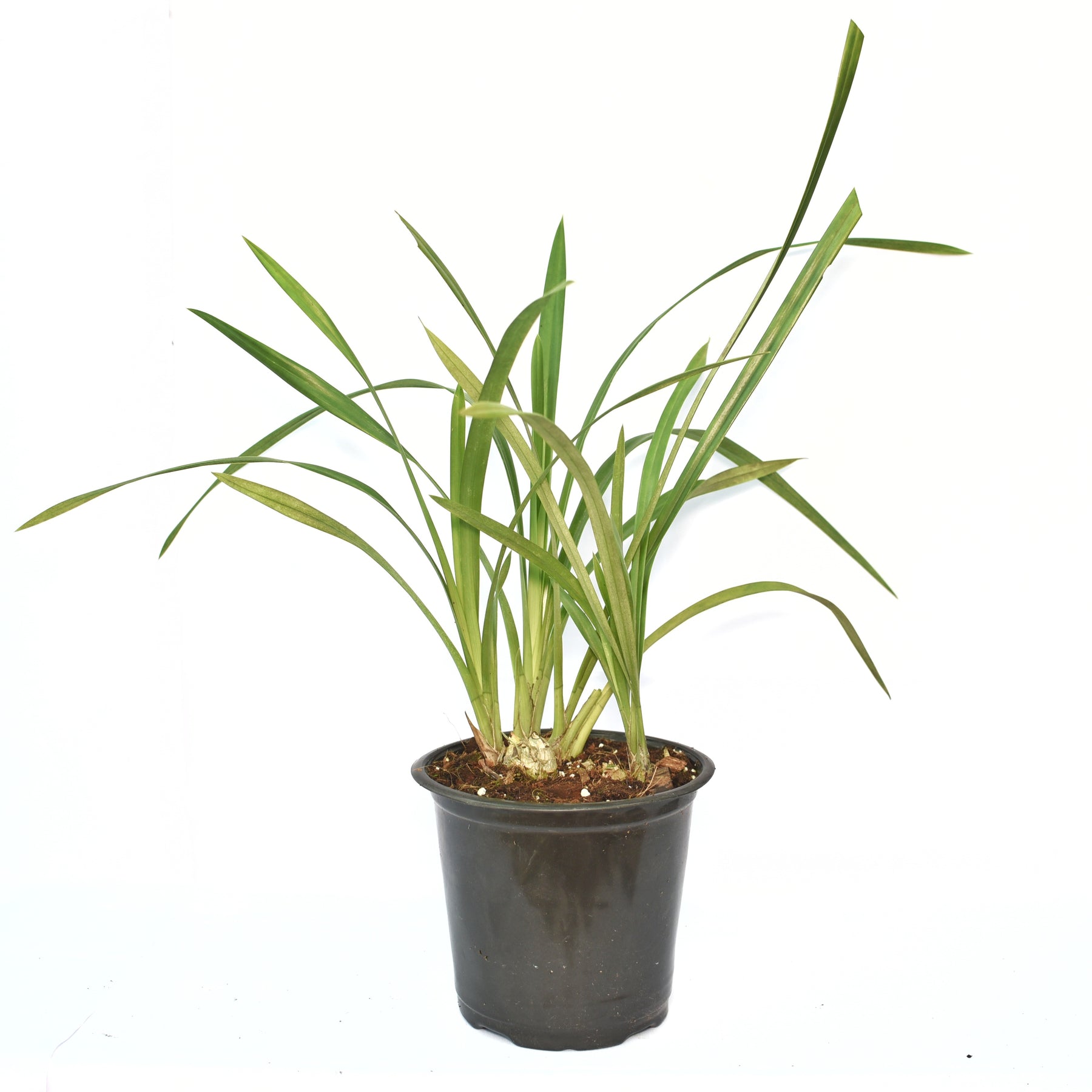 The Cymbidium Lovely Moon 'Crescent Orchid' is a versatile and resilient plant that can thrive both indoors and outdoors. Its elongated flower spikes produce an abundance of blossoms, adding a touch of elegance and sophistication to any setting