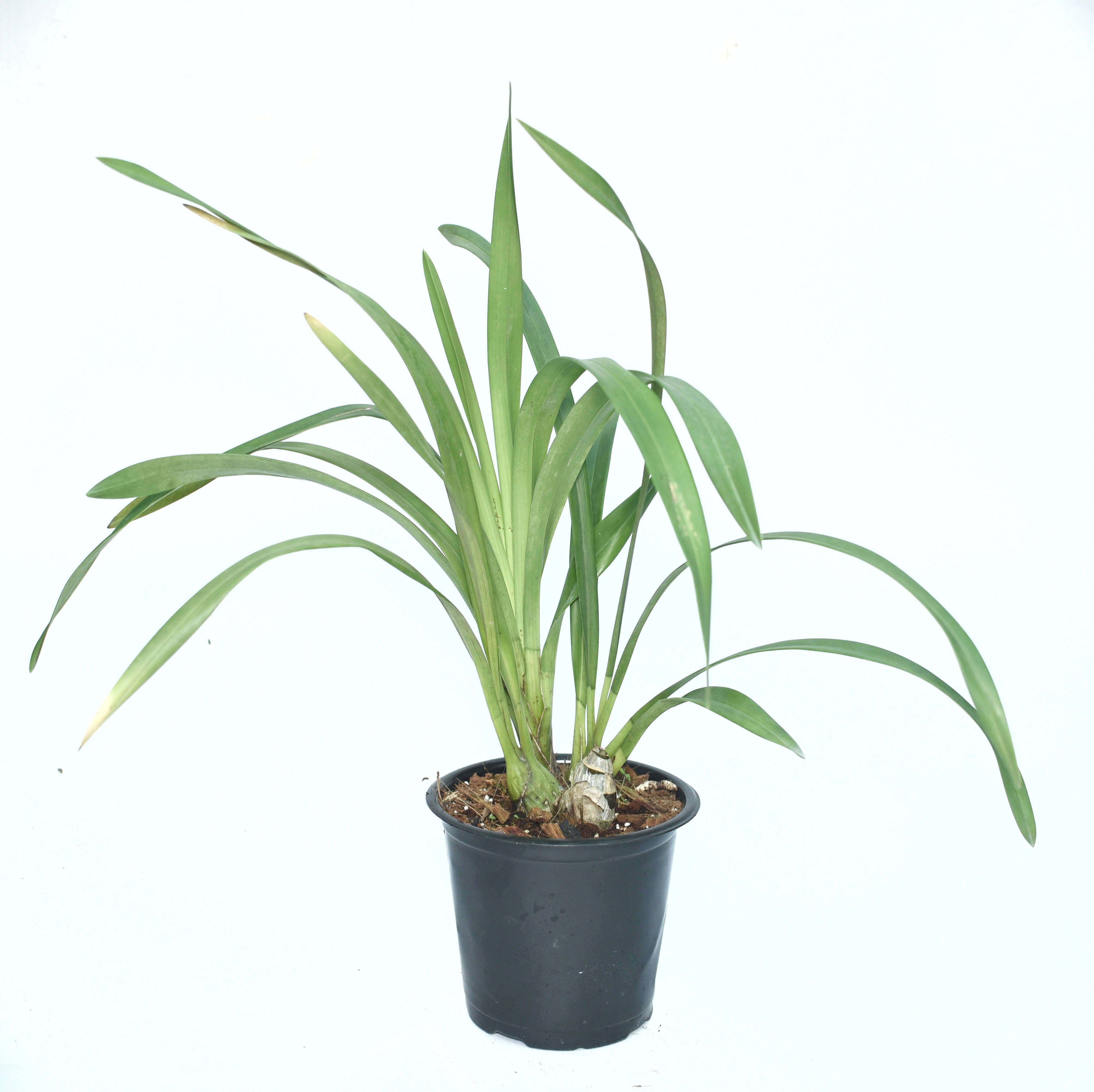 Cymbidium Solana Rose