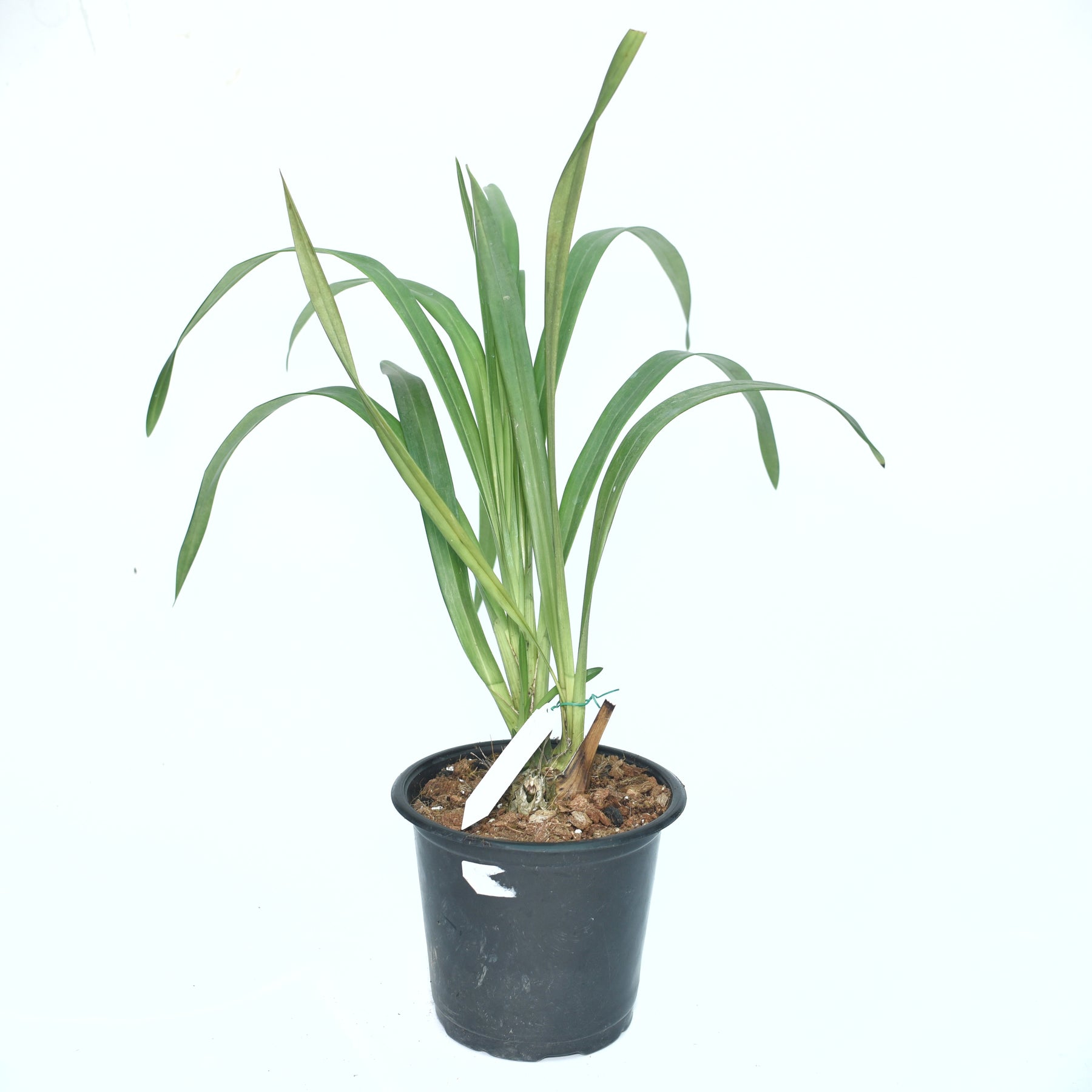 "Cymbidium Jungfrau 'DOS PUEBLOS' Orchid - Stunning Orchid with Exquisite Beauty"